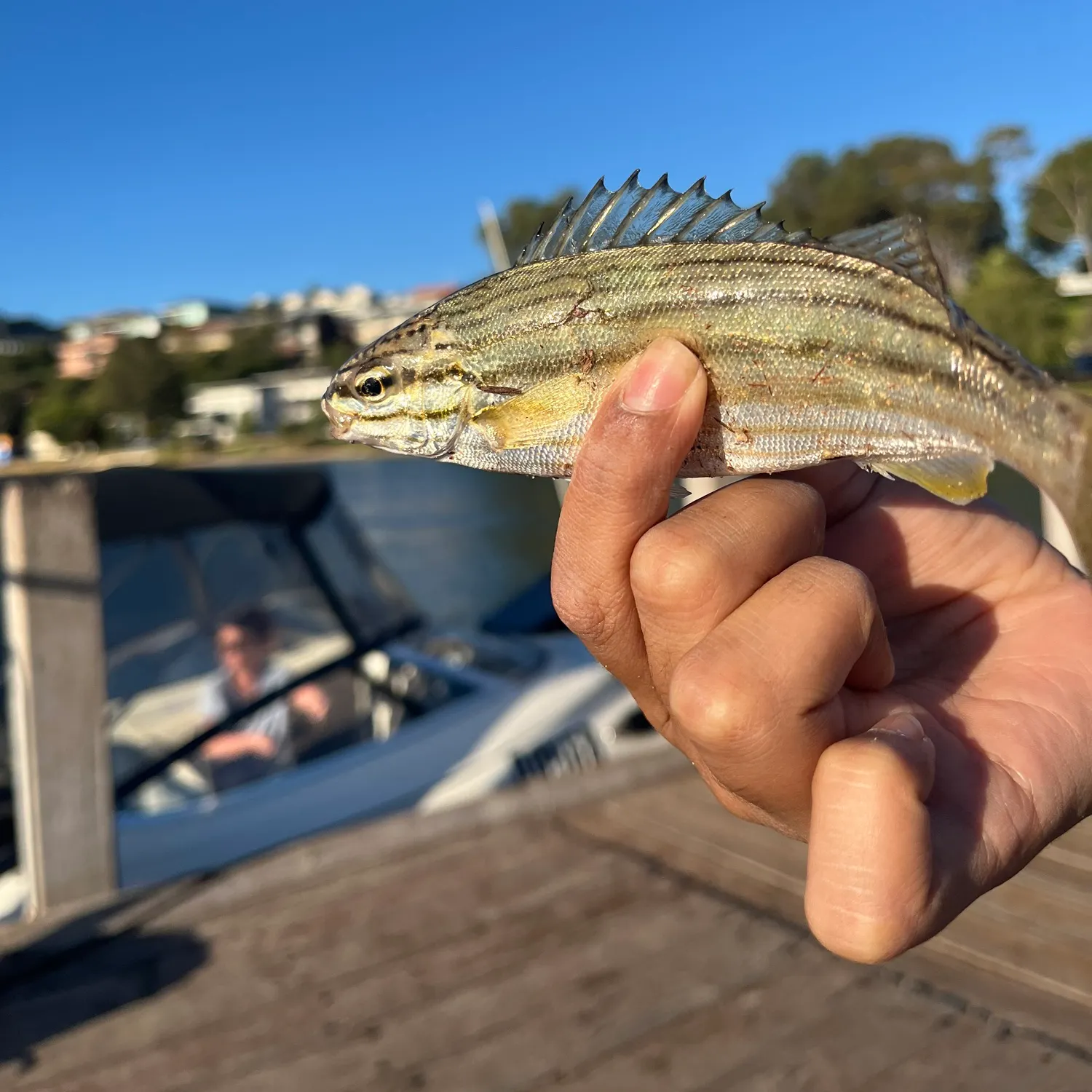 The most recent Striped trumpeter catches on Fishbrain