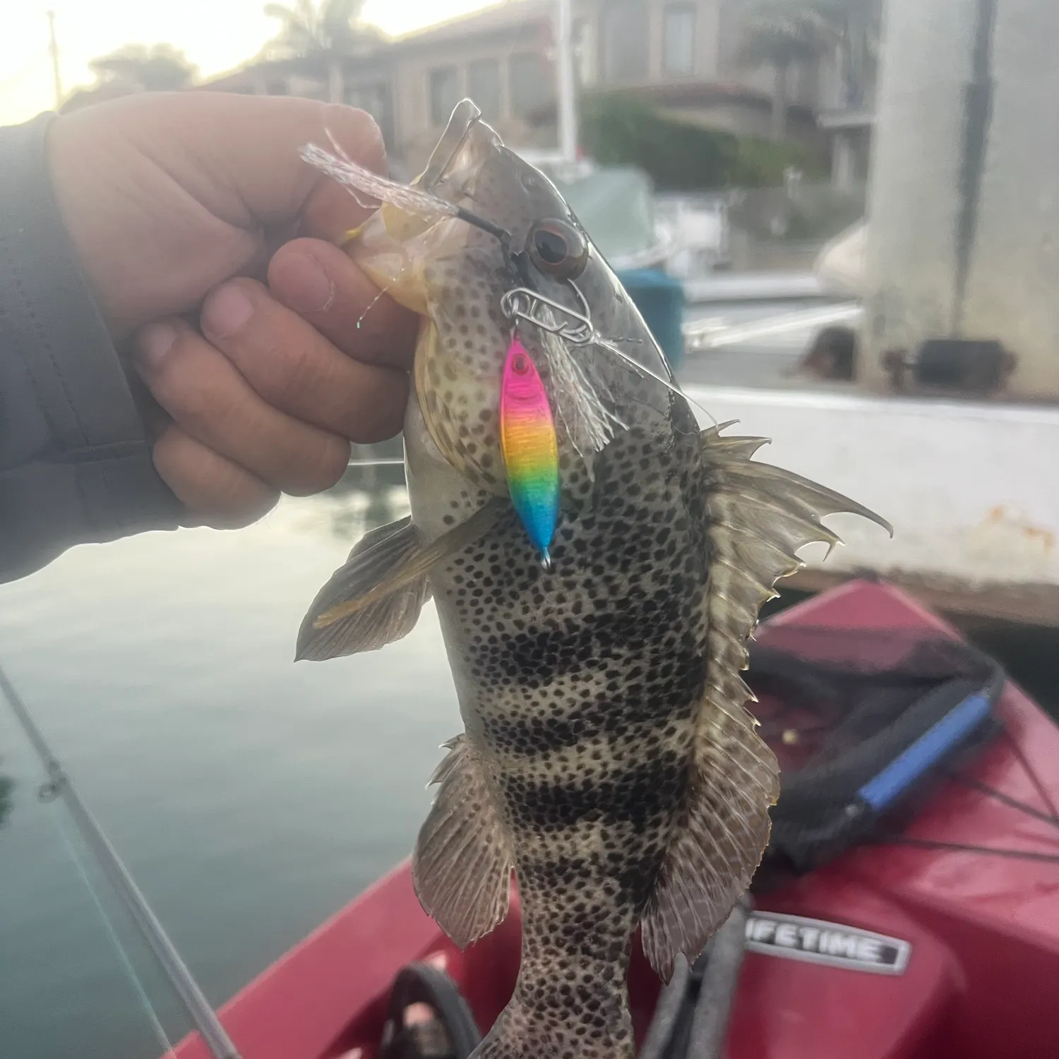 Spotted sand bass caught on Fishbrain