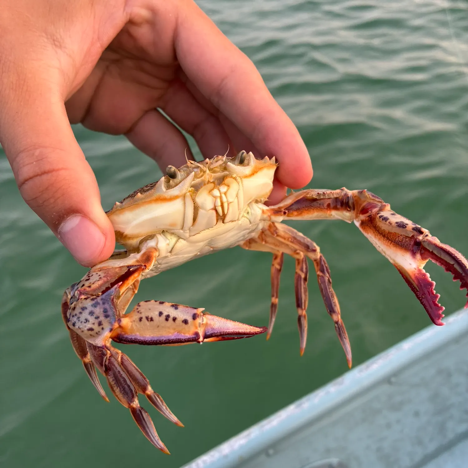 The most recent Green crab catches on Fishbrain