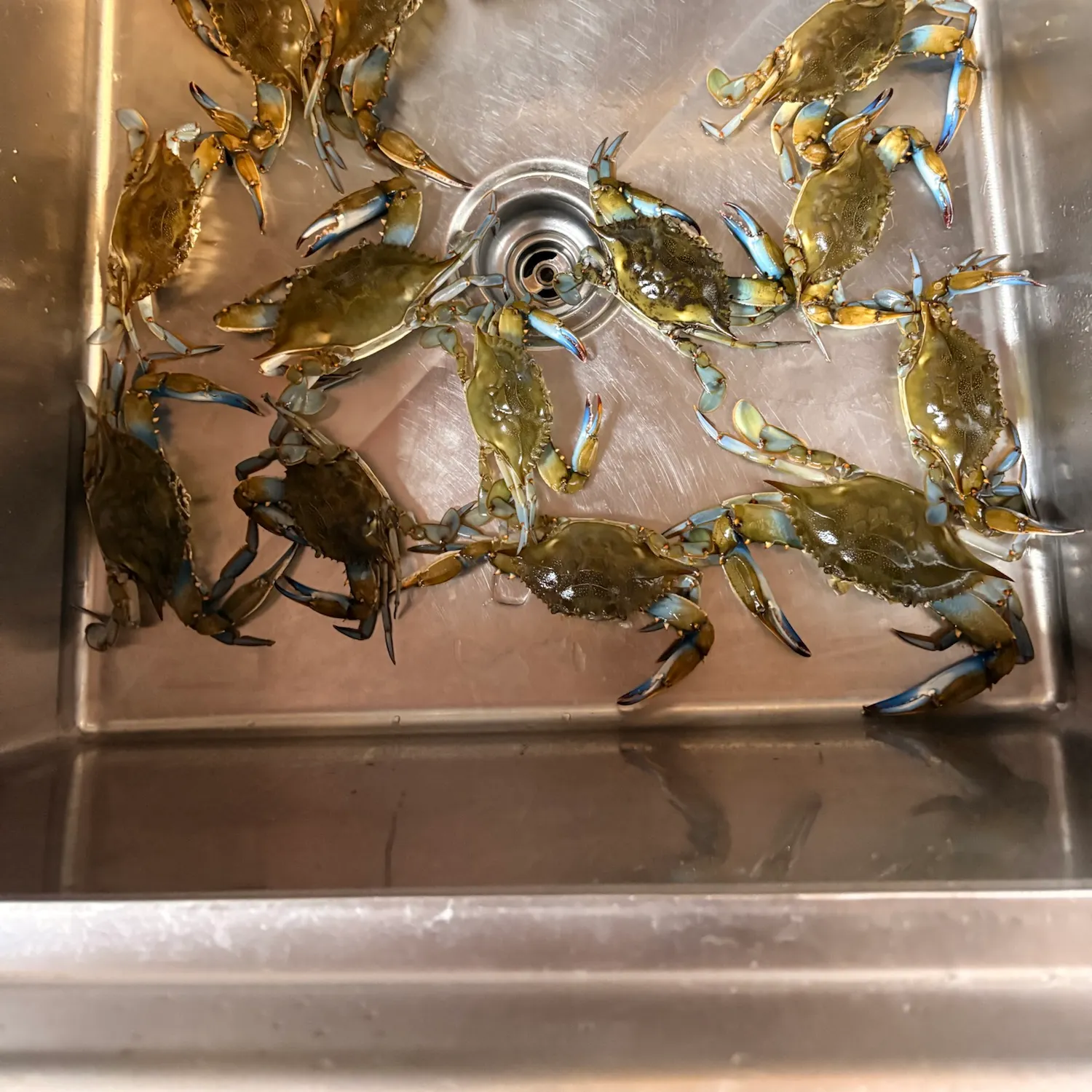Blue crab caught on Fishbrain
