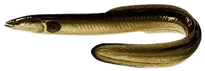 European eel