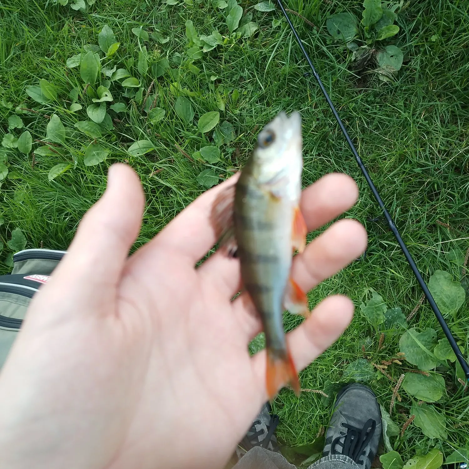 European perch caught on Fishbrain