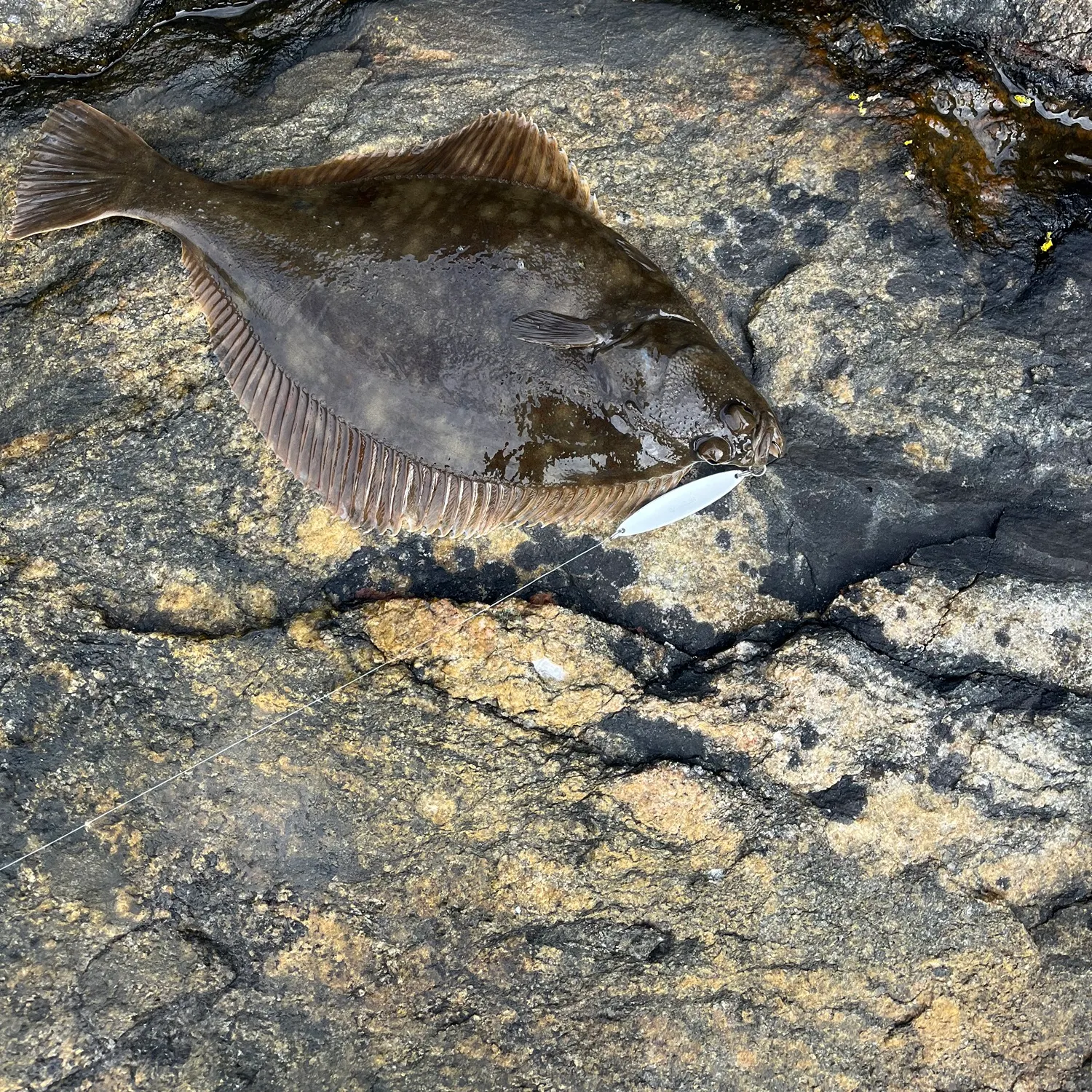 European flounder caught on Fishbrain