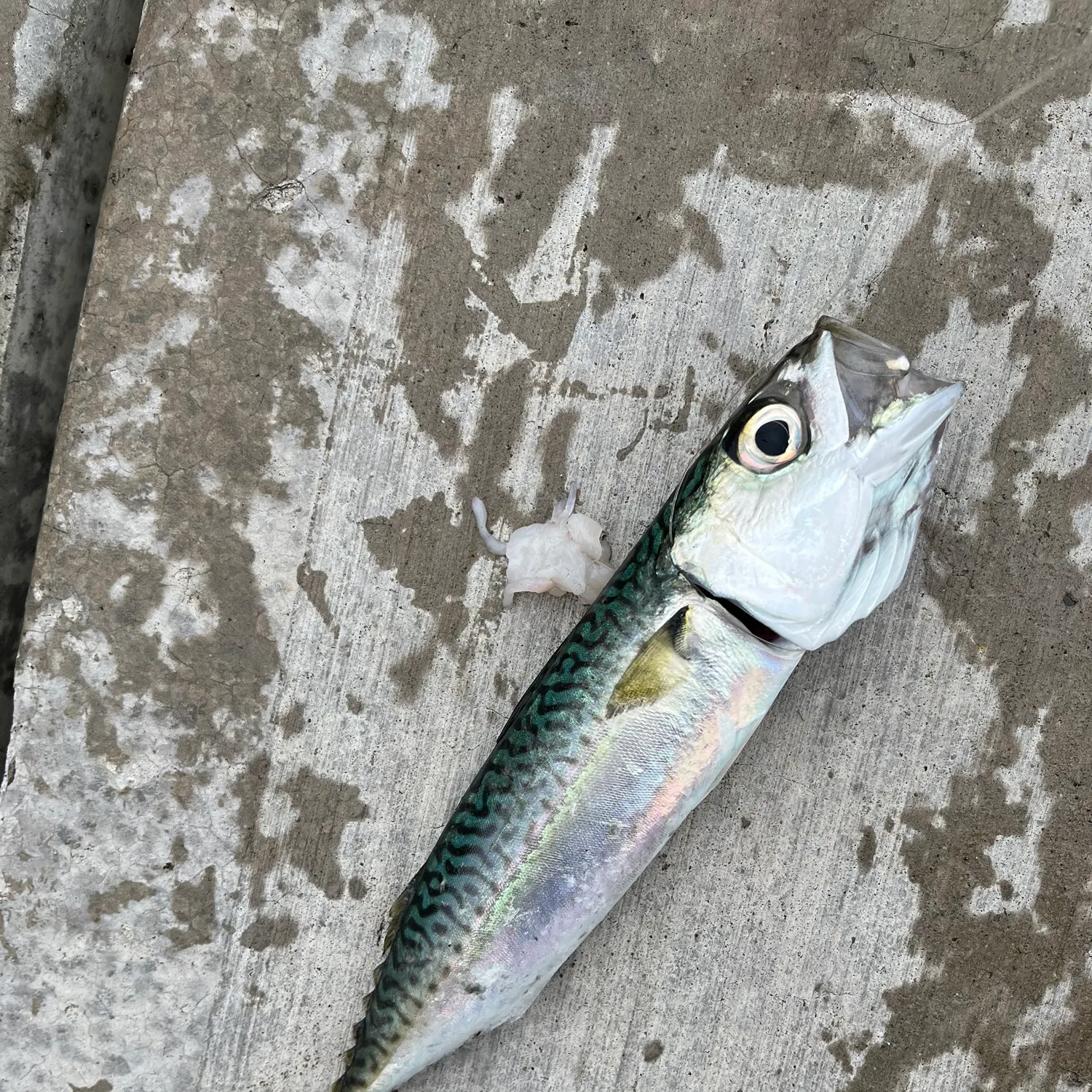 The most recent Pacific chub mackerel catches on Fishbrain