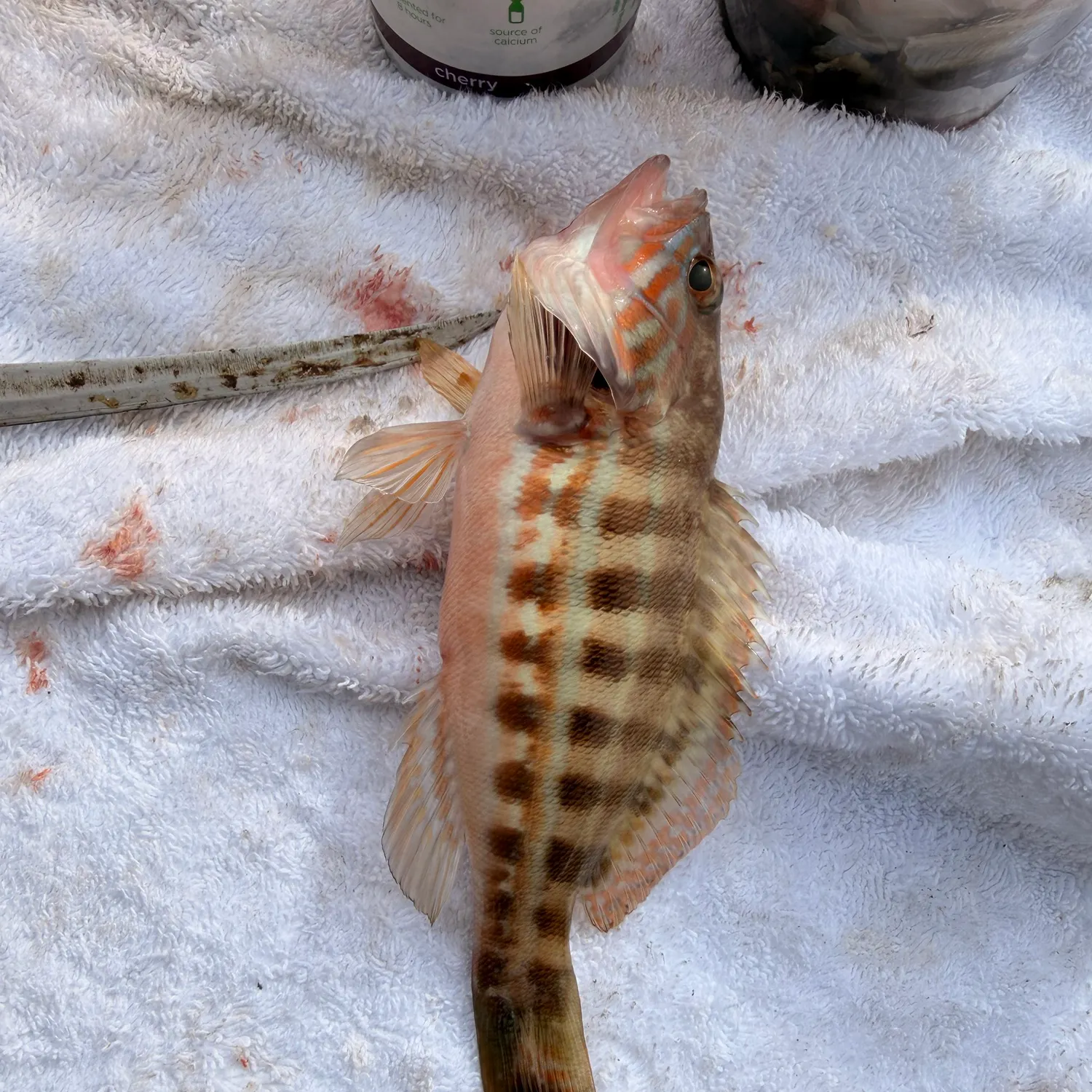 The most recent Painted comber catches on Fishbrain