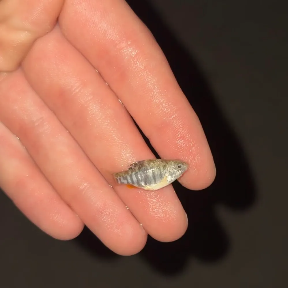 The most recent Sheepshead minnow catches on Fishbrain