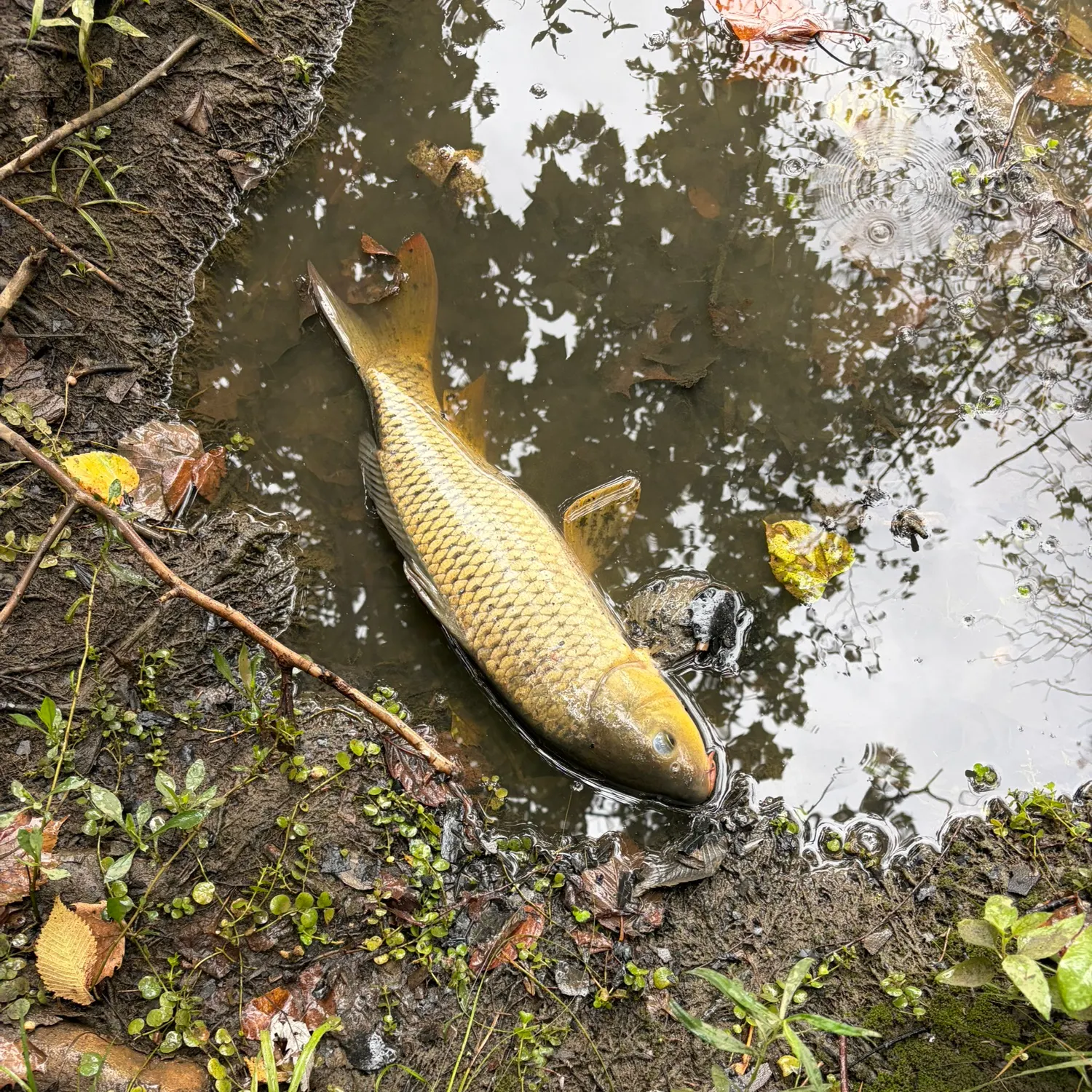 Common carp caught on Fishbrain