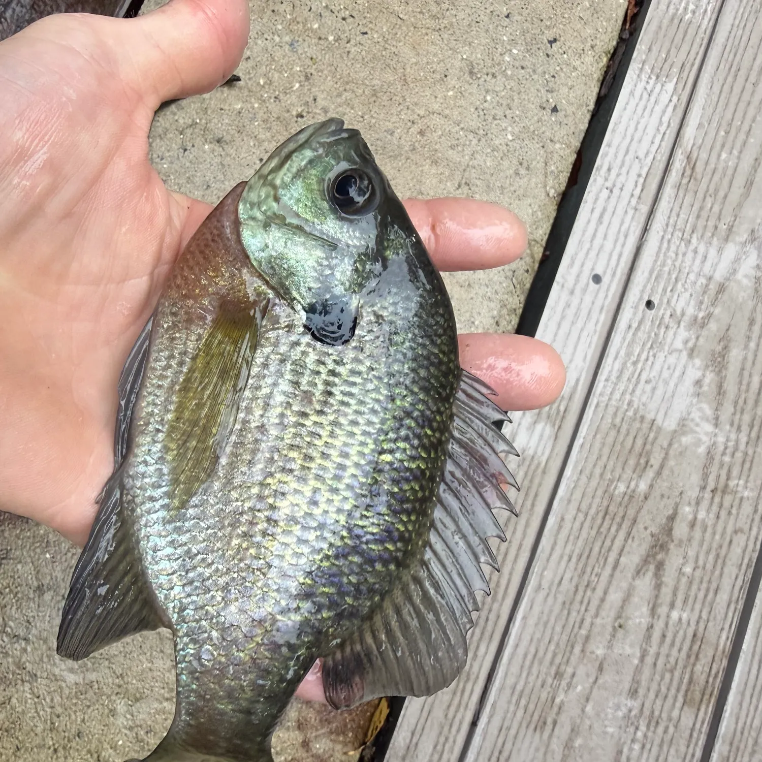 Bluegill caught on Fishbrain