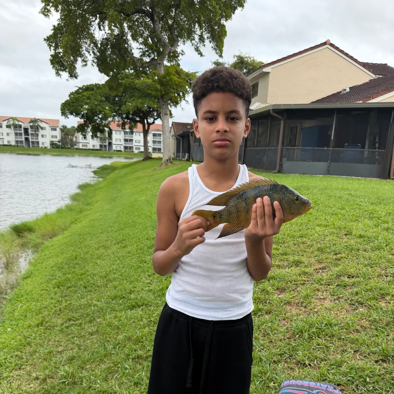 The most recent Spotted tilapia catches on Fishbrain
