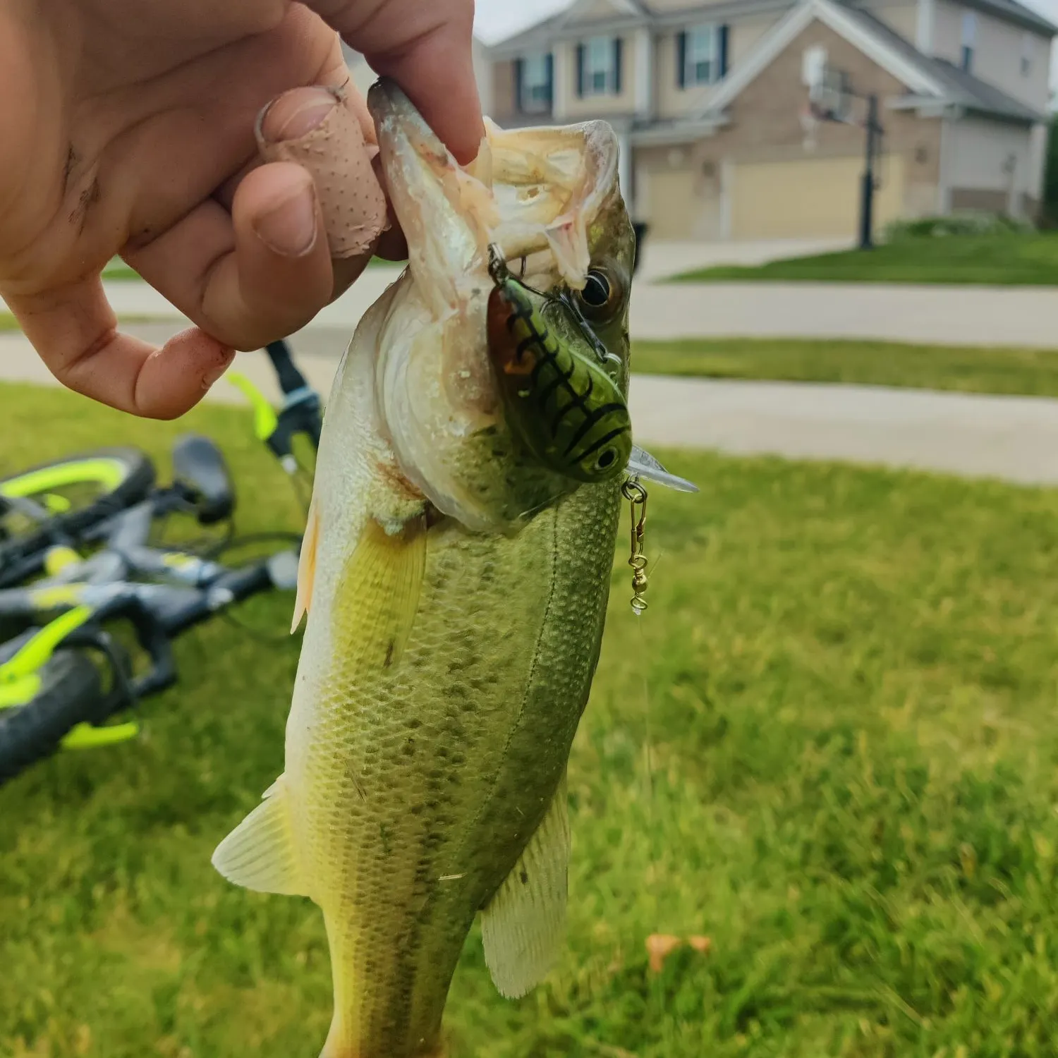 Fish caught on Fishbrain