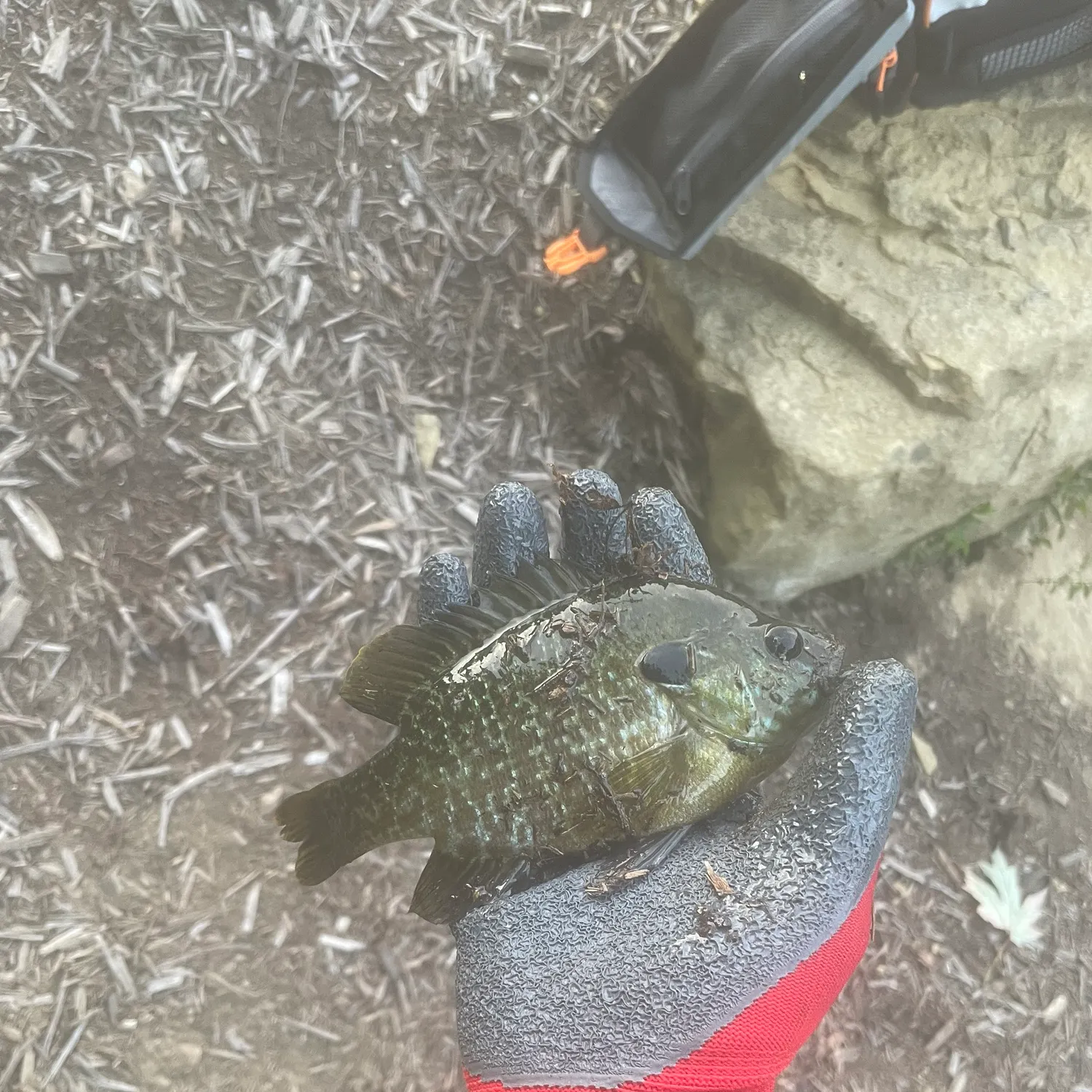 Greengill hybrid caught on Fishbrain