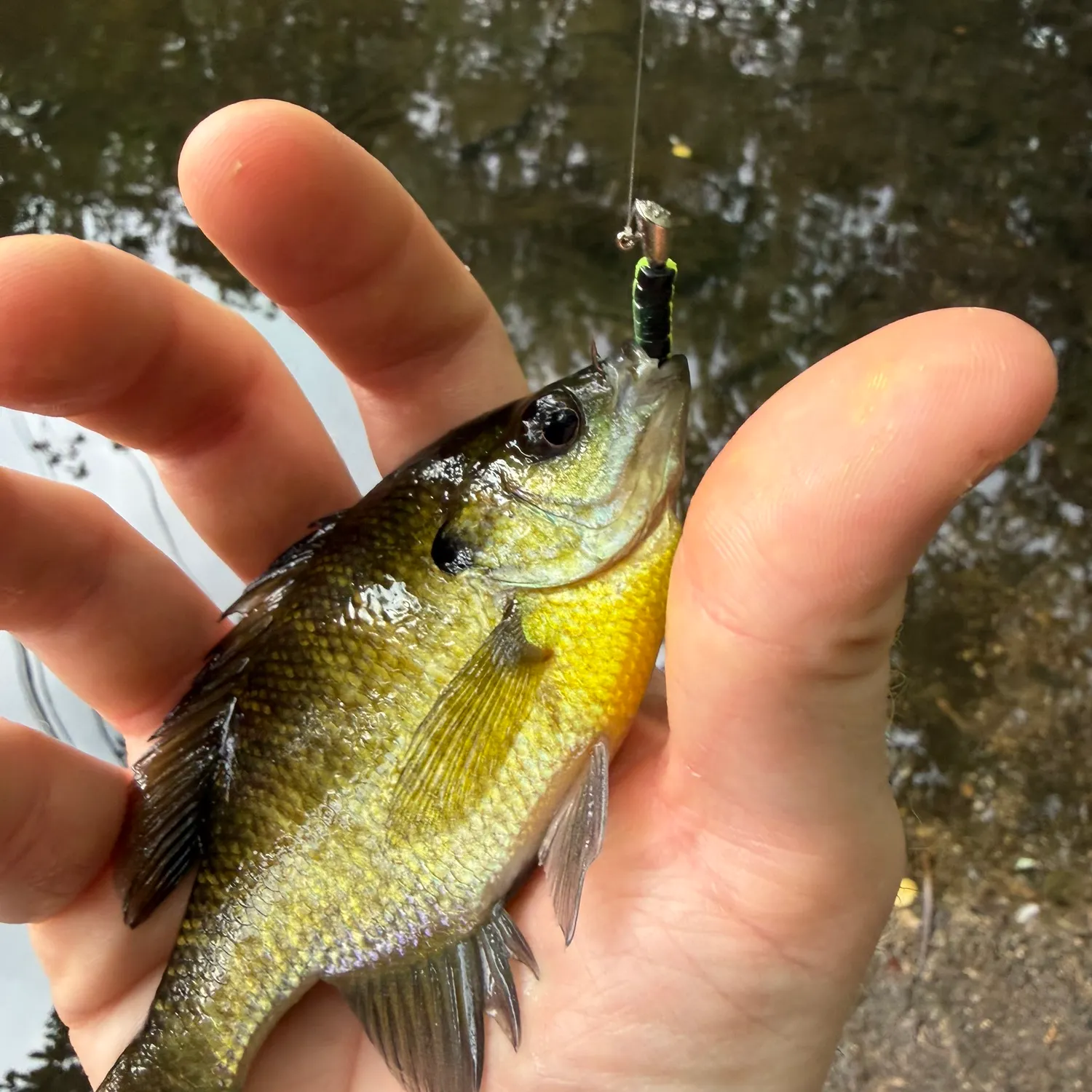 Bluegill caught on Fishbrain