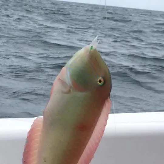 The most recent Pearly razorfish catches on Fishbrain