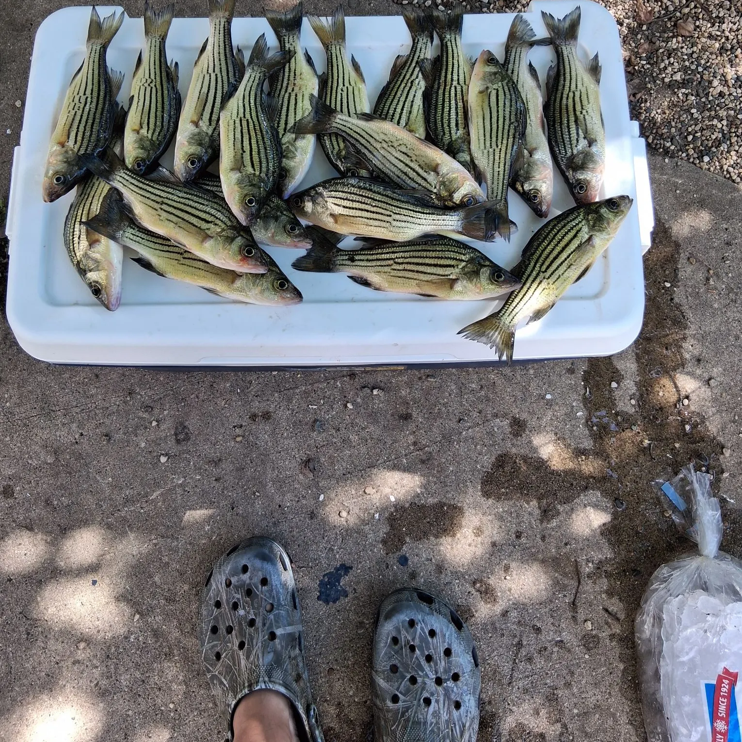 The most recent Yellow bass catches on Fishbrain