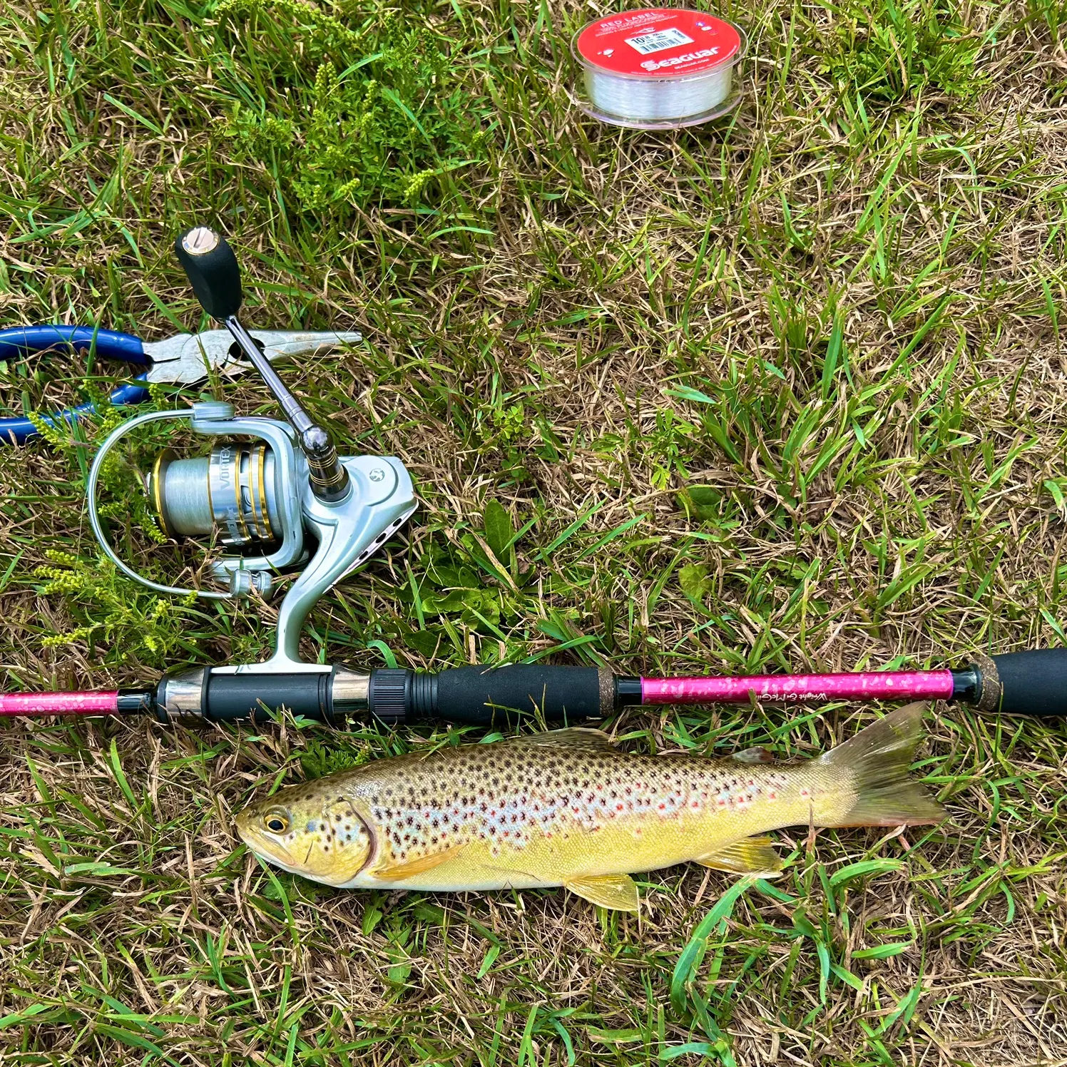 Brown trout caught on Fishbrain
