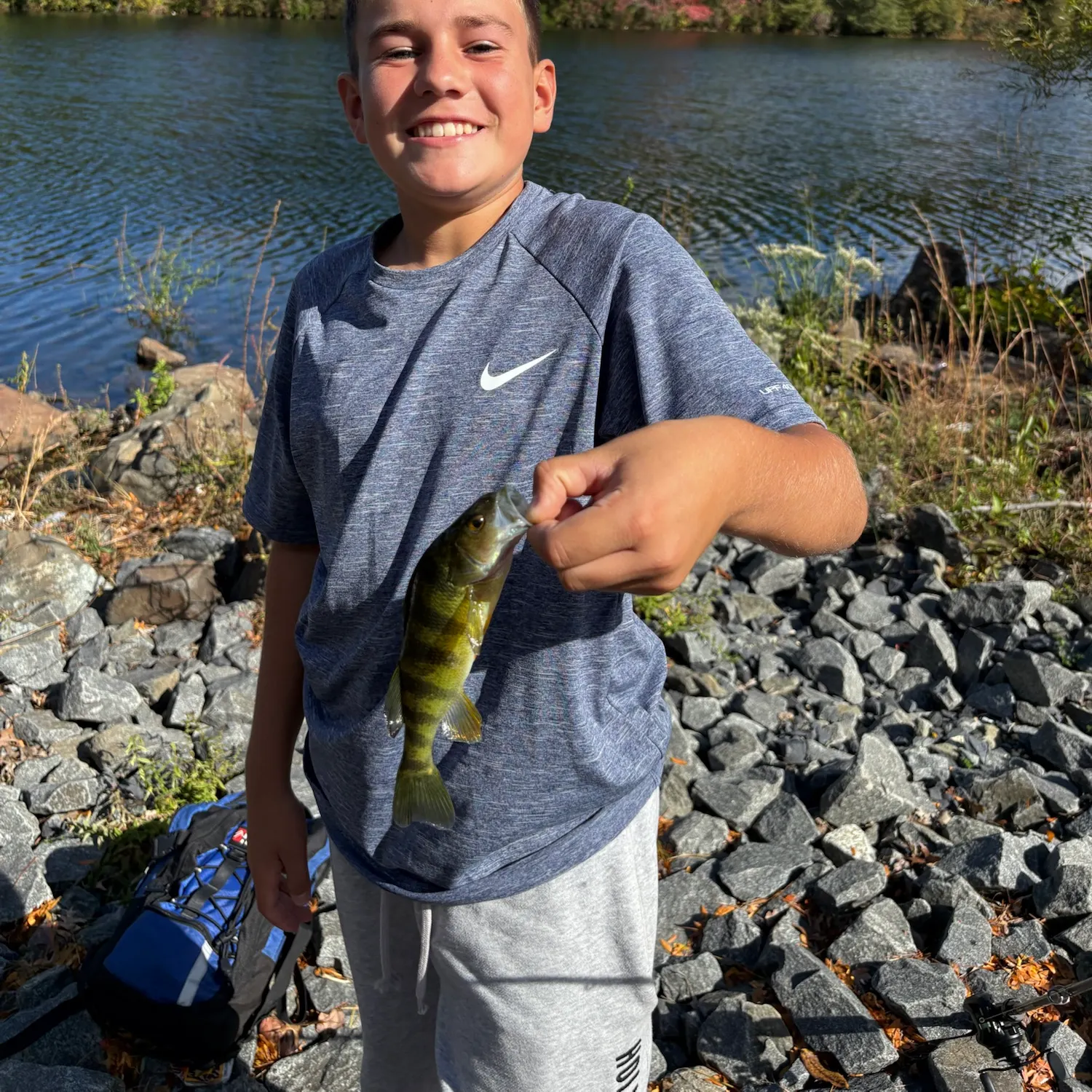 Yellow perch caught on Fishbrain