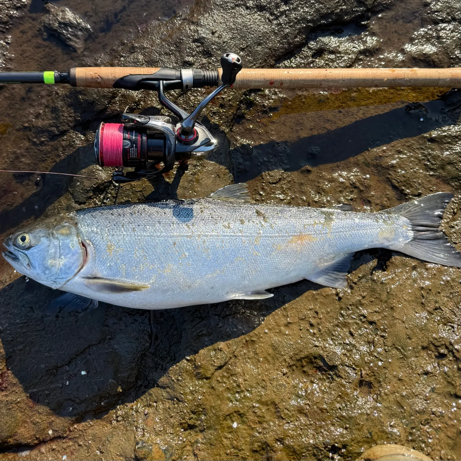Coho salmon caught on Fishbrain