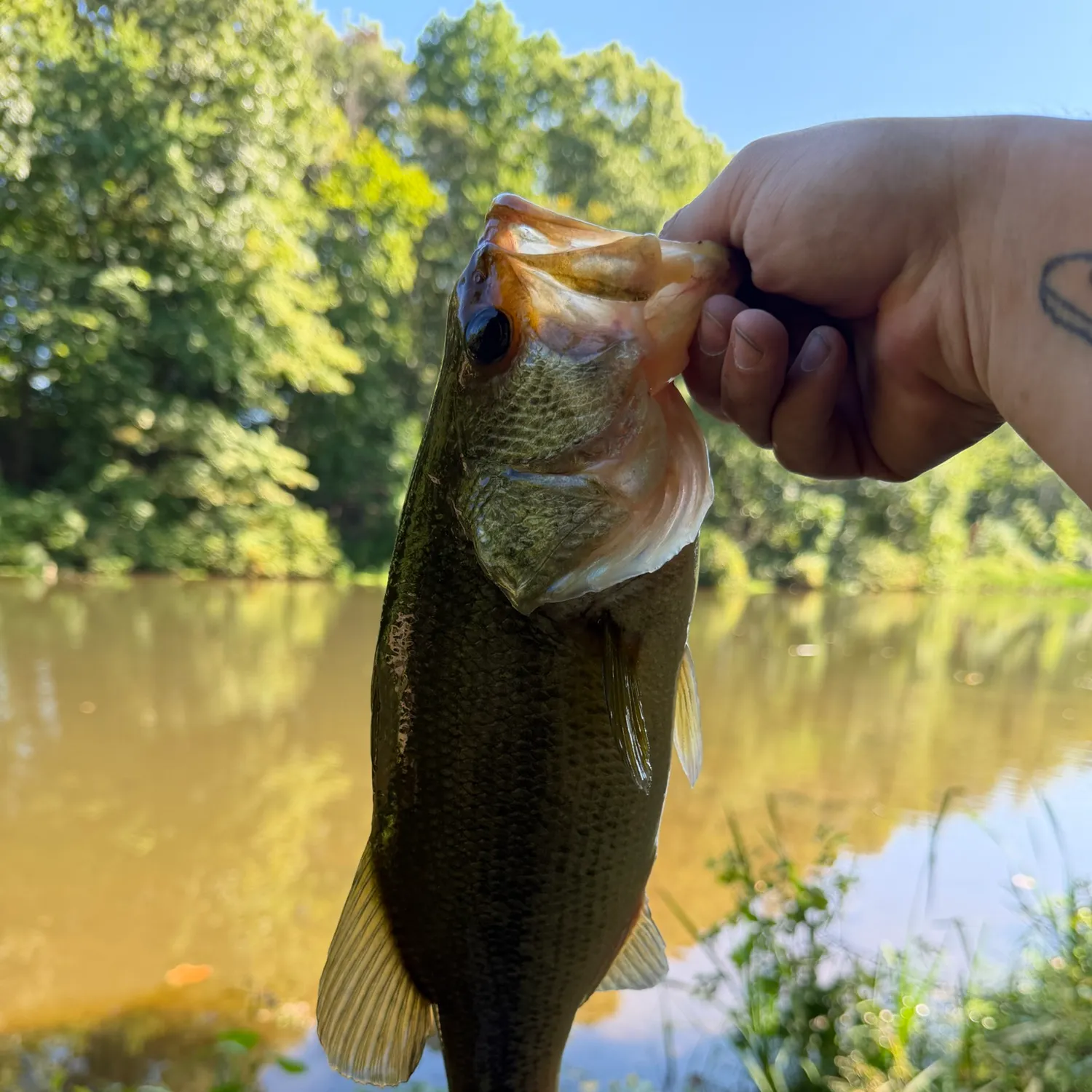 Largemouth bass caught on Fishbrain