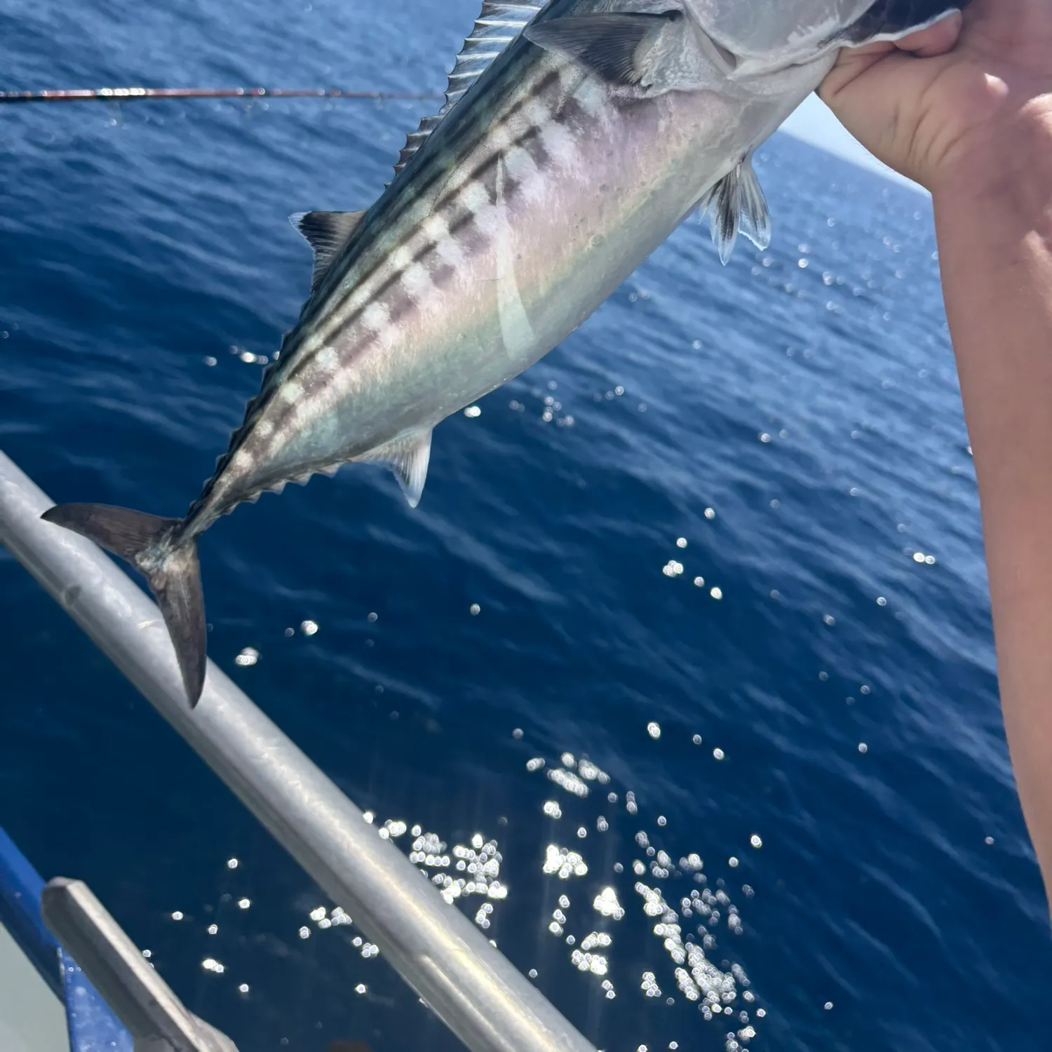 The most recent Eastern Pacific bonito catches on Fishbrain