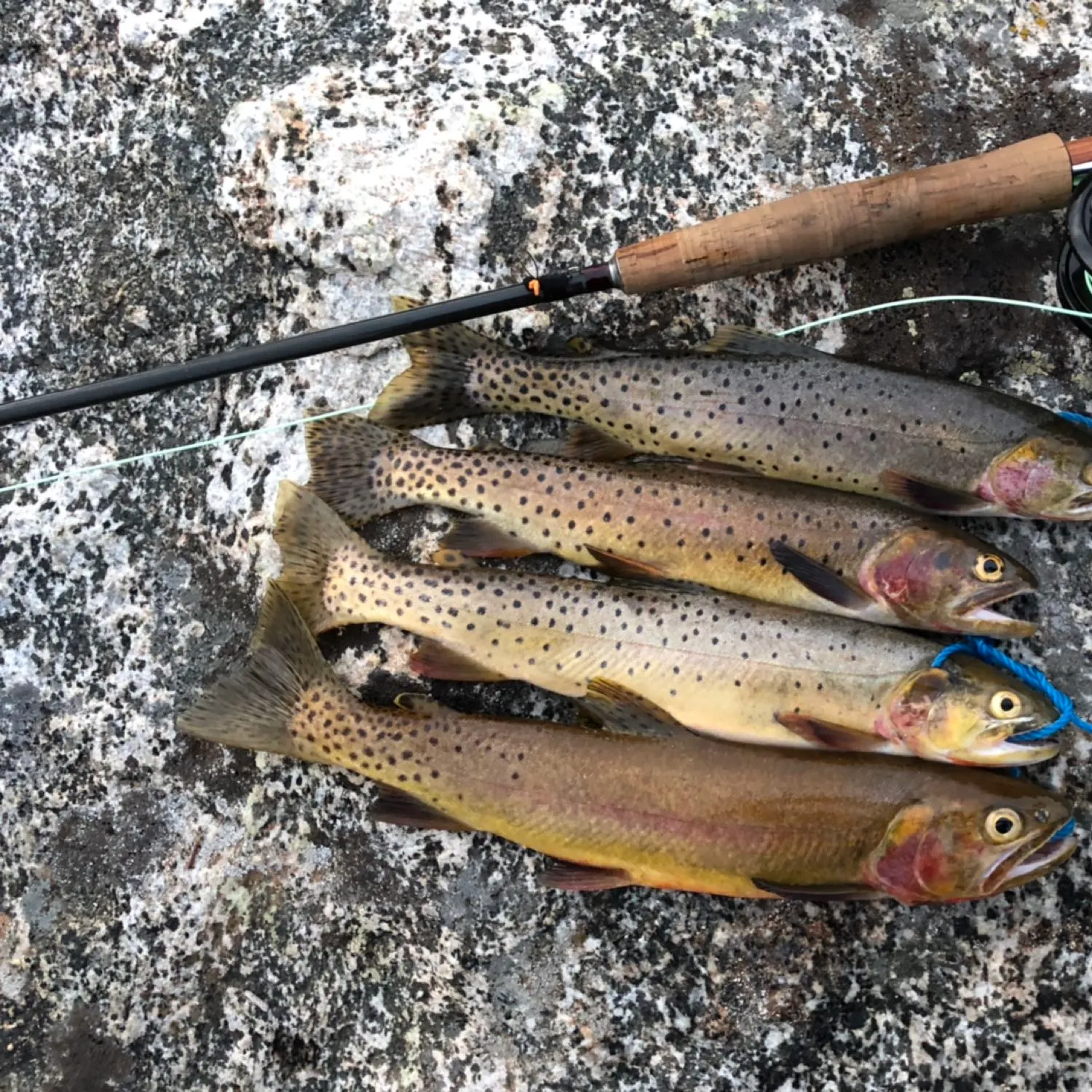 recently logged catches
