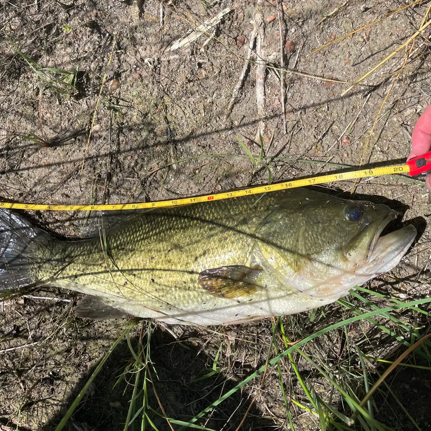 angler catch