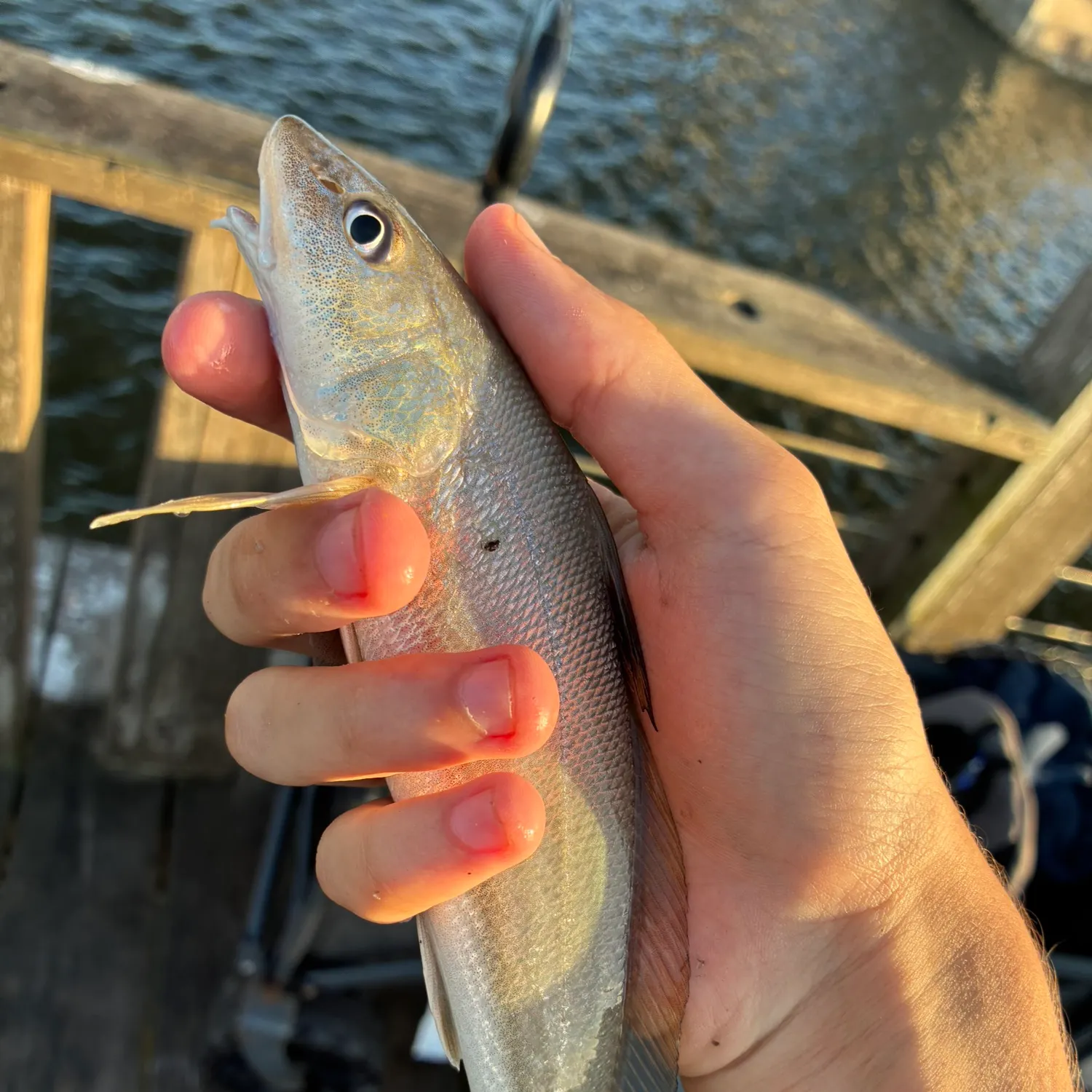 The most recent Southern kingcroaker catches on Fishbrain