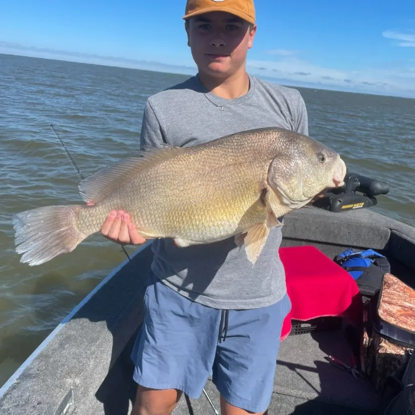 Freshwater drum caught on Fishbrain