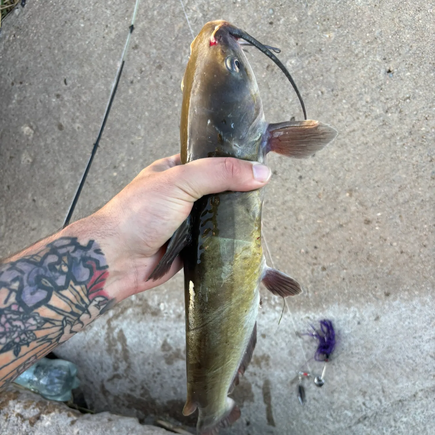 recently logged catches