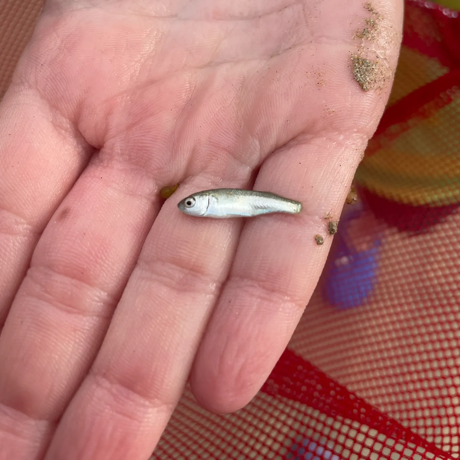 The most recent Silver mullet catches on Fishbrain