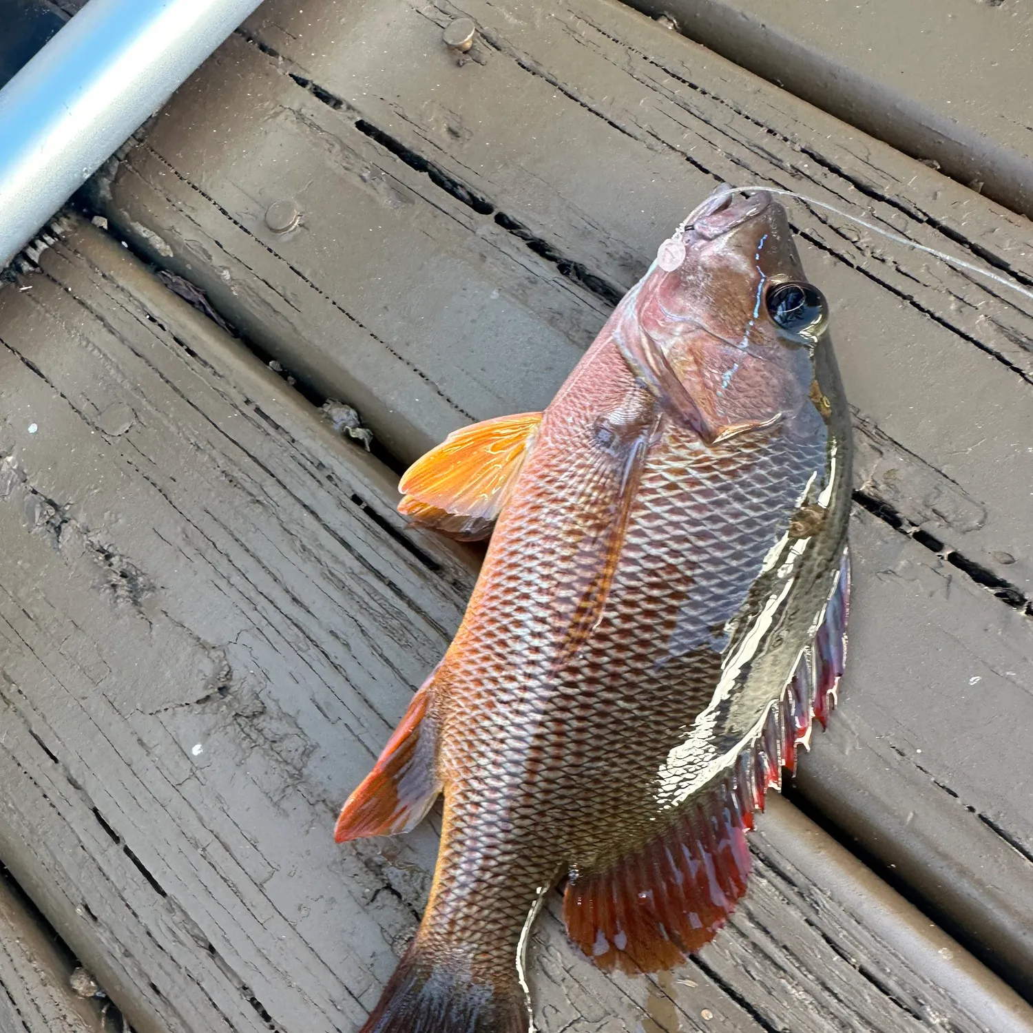 The most recent Dog Snapper catches on Fishbrain