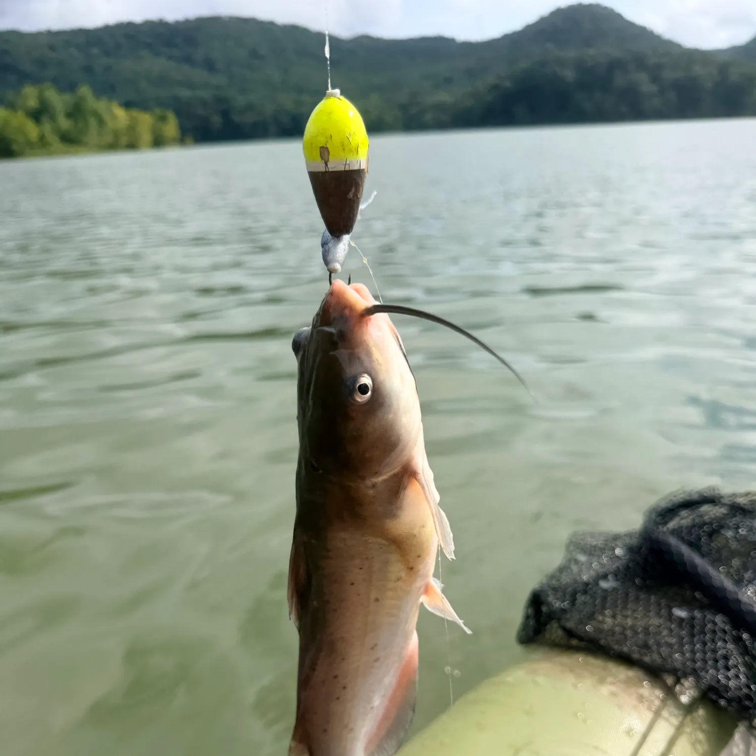 Channel catfish caught on Fishbrain