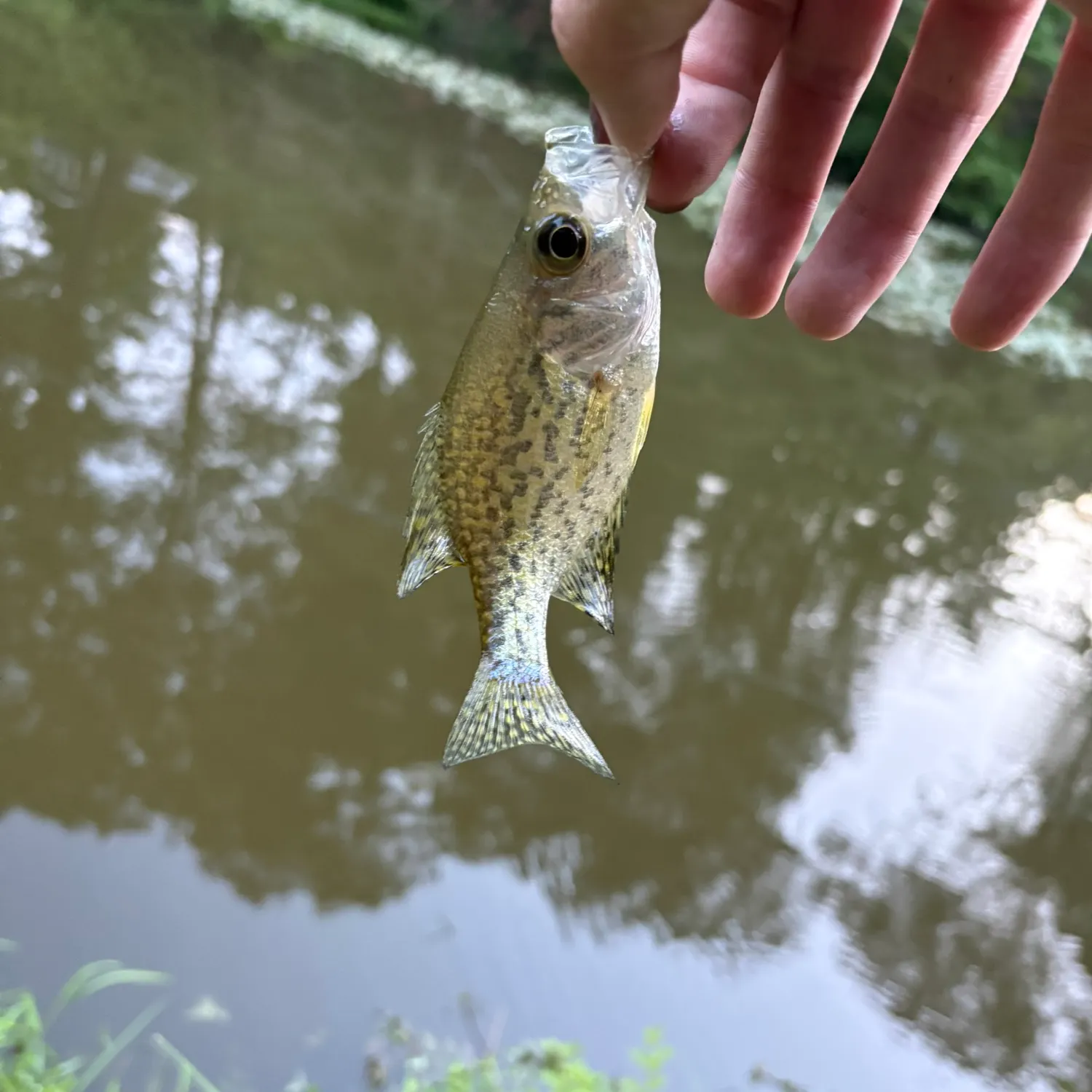 Black crappie caught on Fishbrain