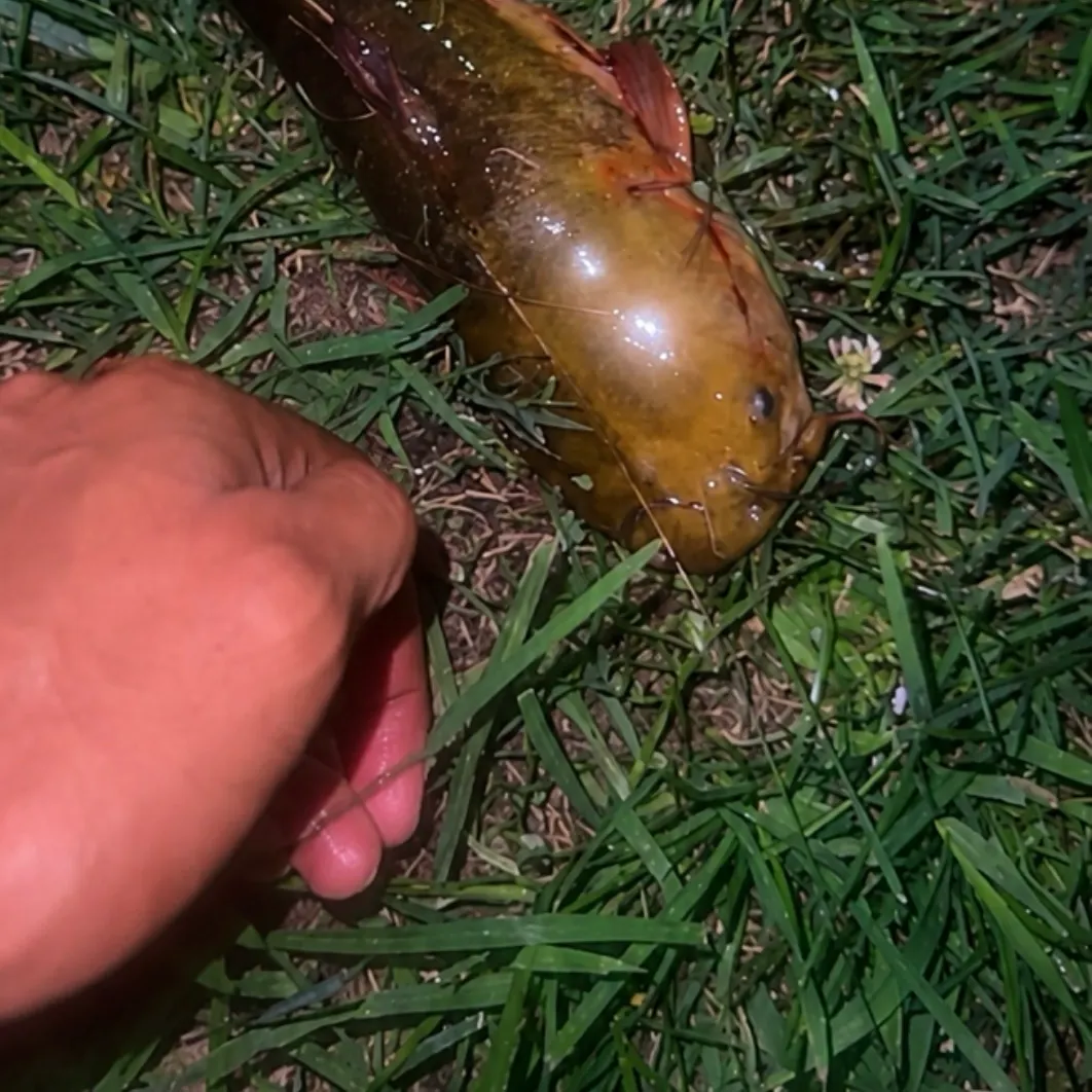 Yellow bullhead caught on Fishbrain