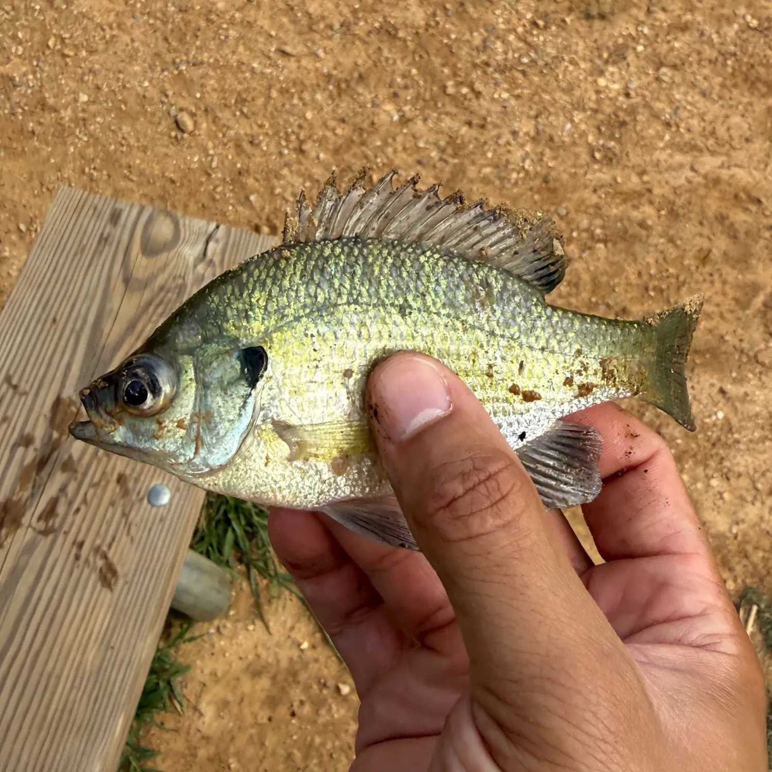 Flier caught on Fishbrain
