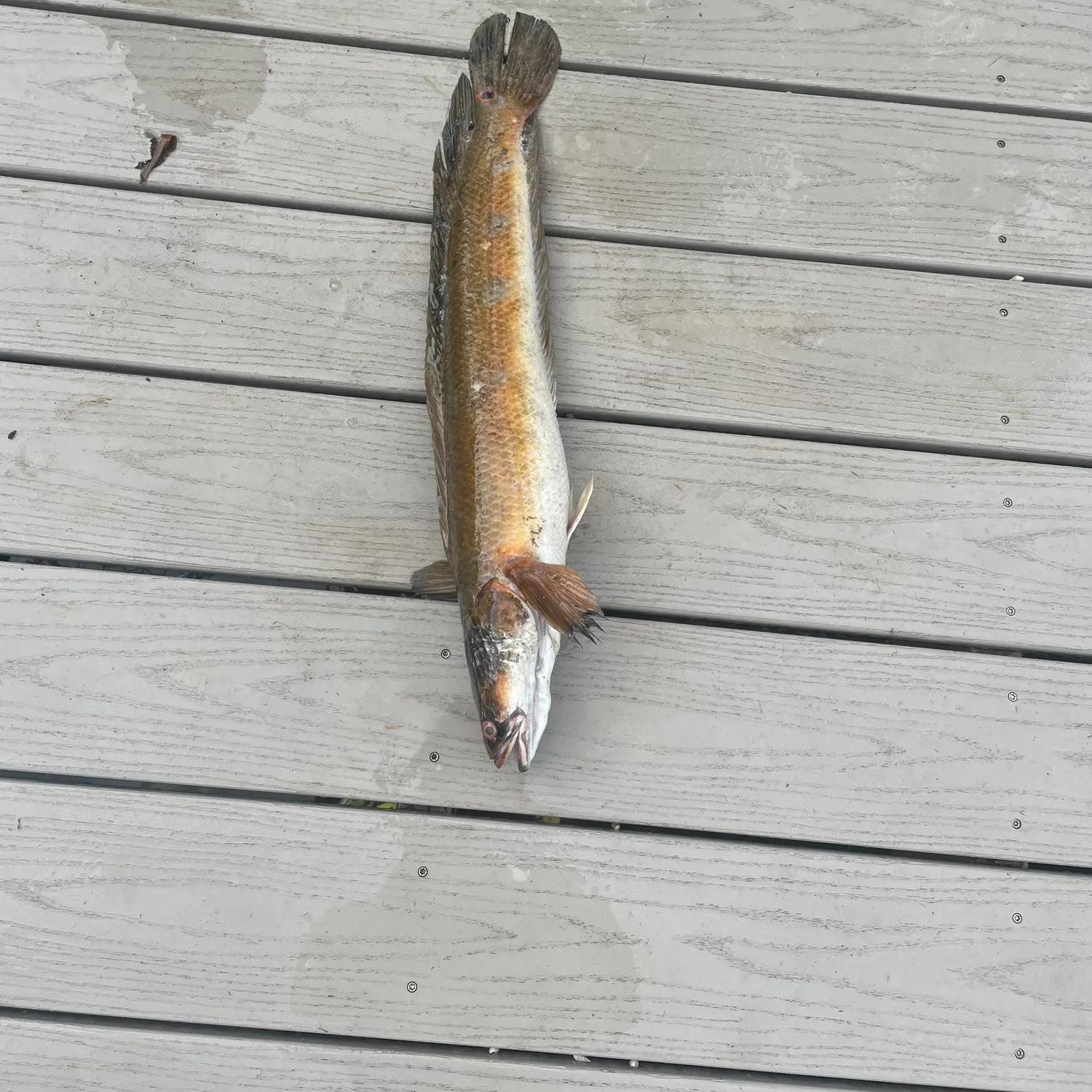 The most recent Bullseye snakehead catches on Fishbrain