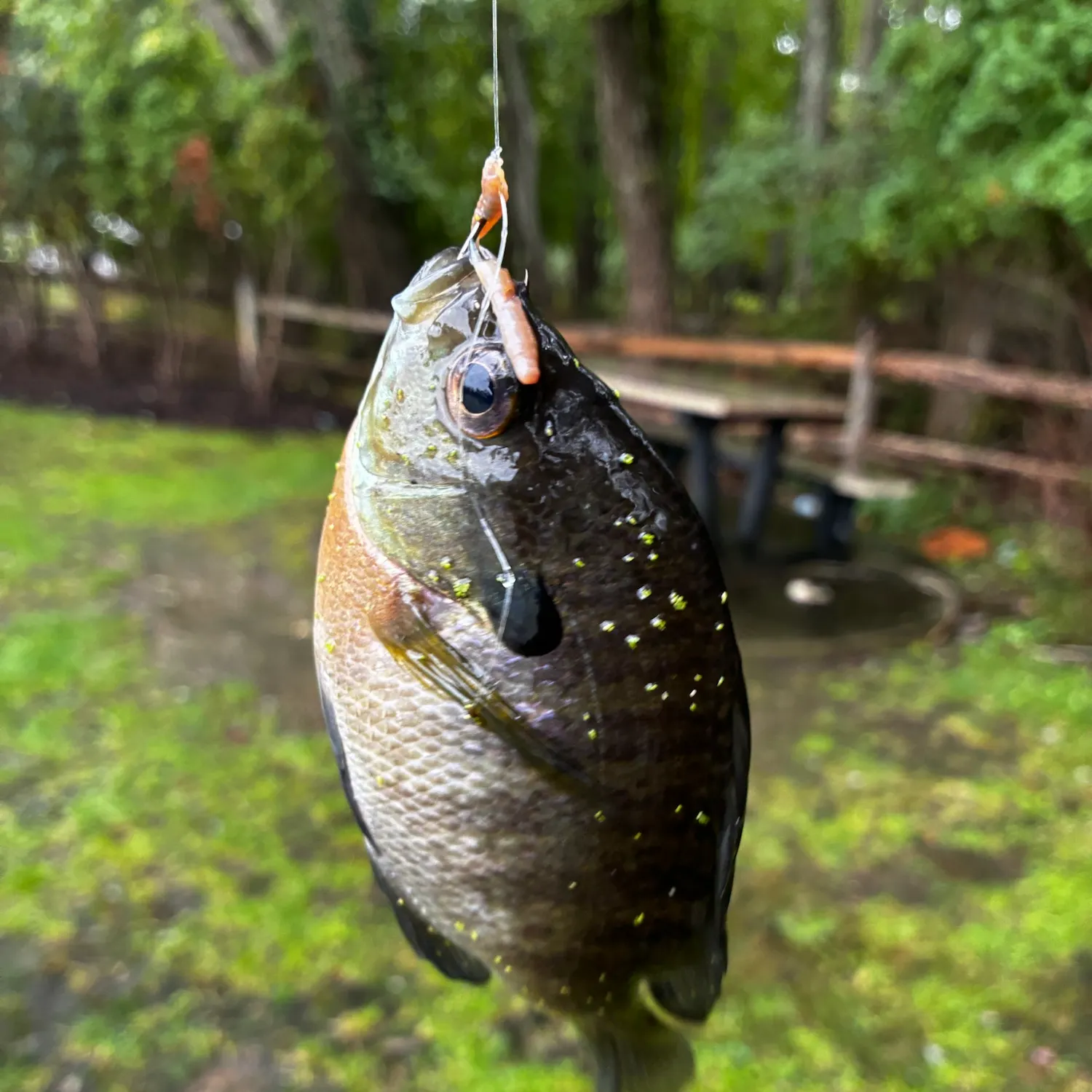 Bluegill caught on Fishbrain