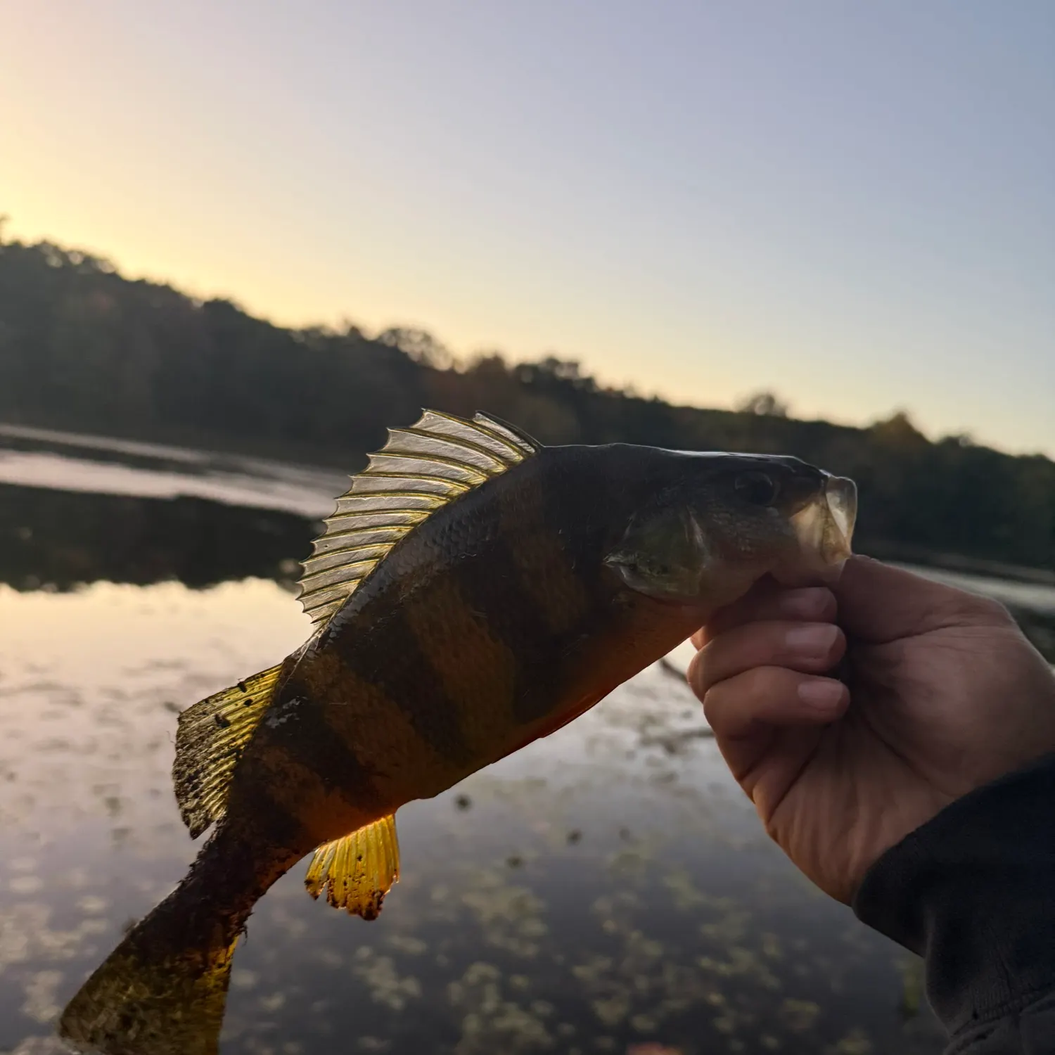 Yellow perch caught on Fishbrain