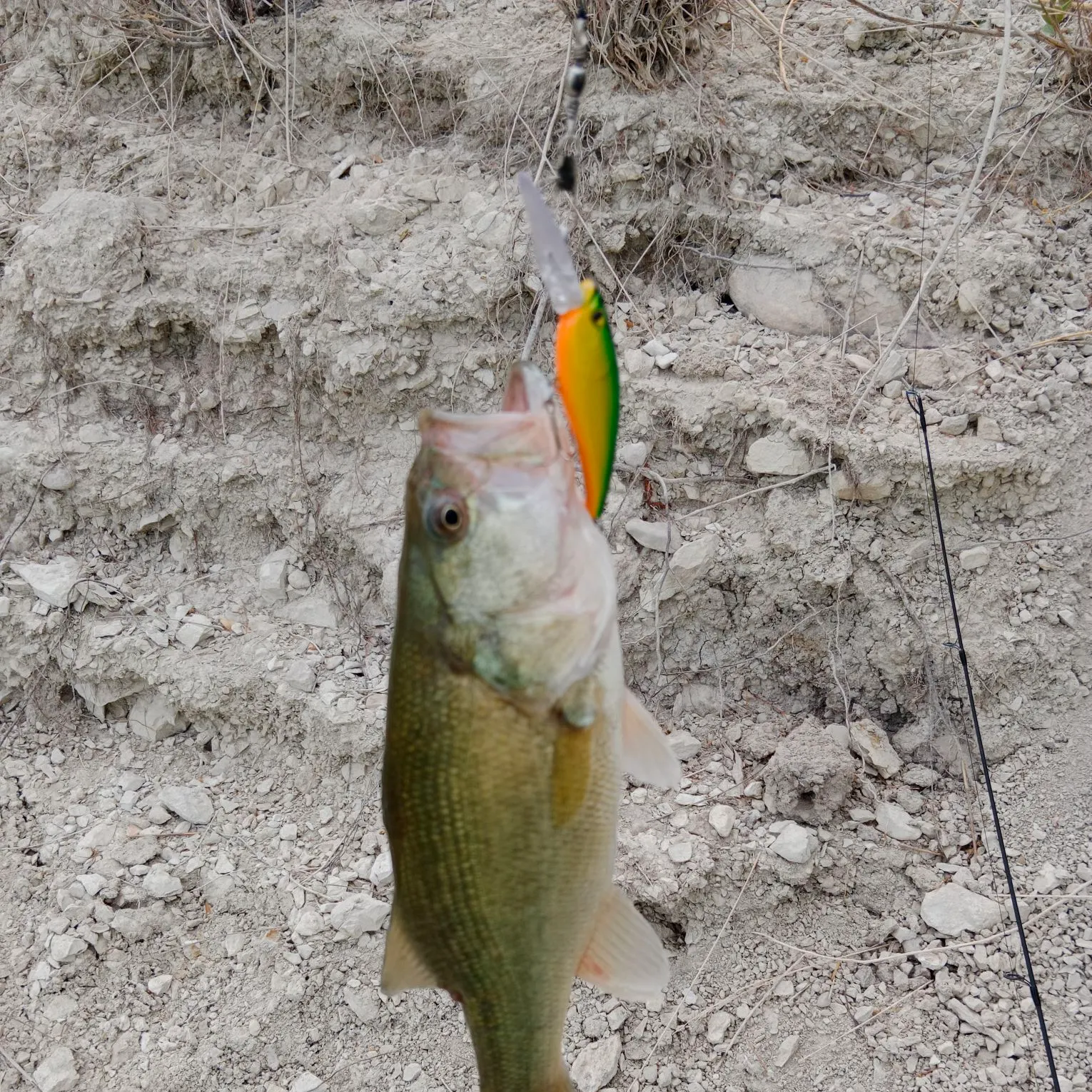 Largemouth bass caught on Fishbrain
