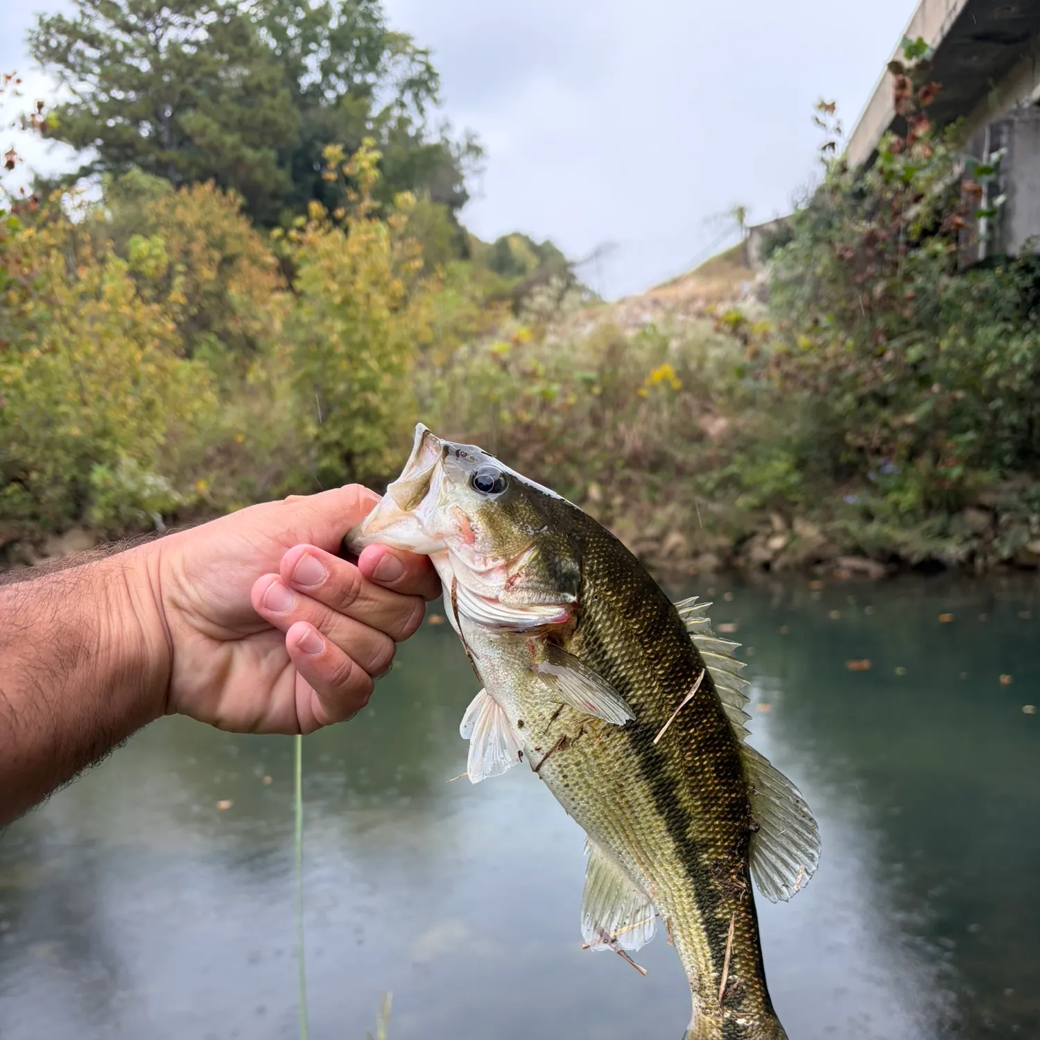 Spotted bass caught on Fishbrain