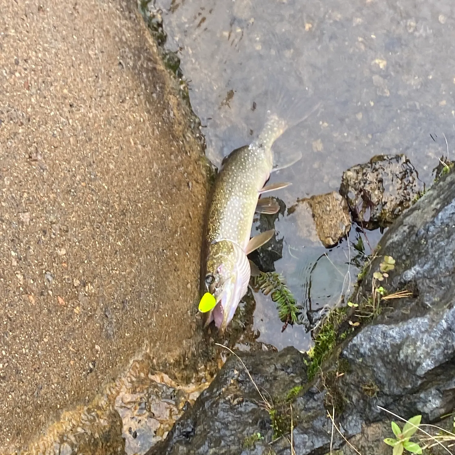 Northern pike caught on Fishbrain