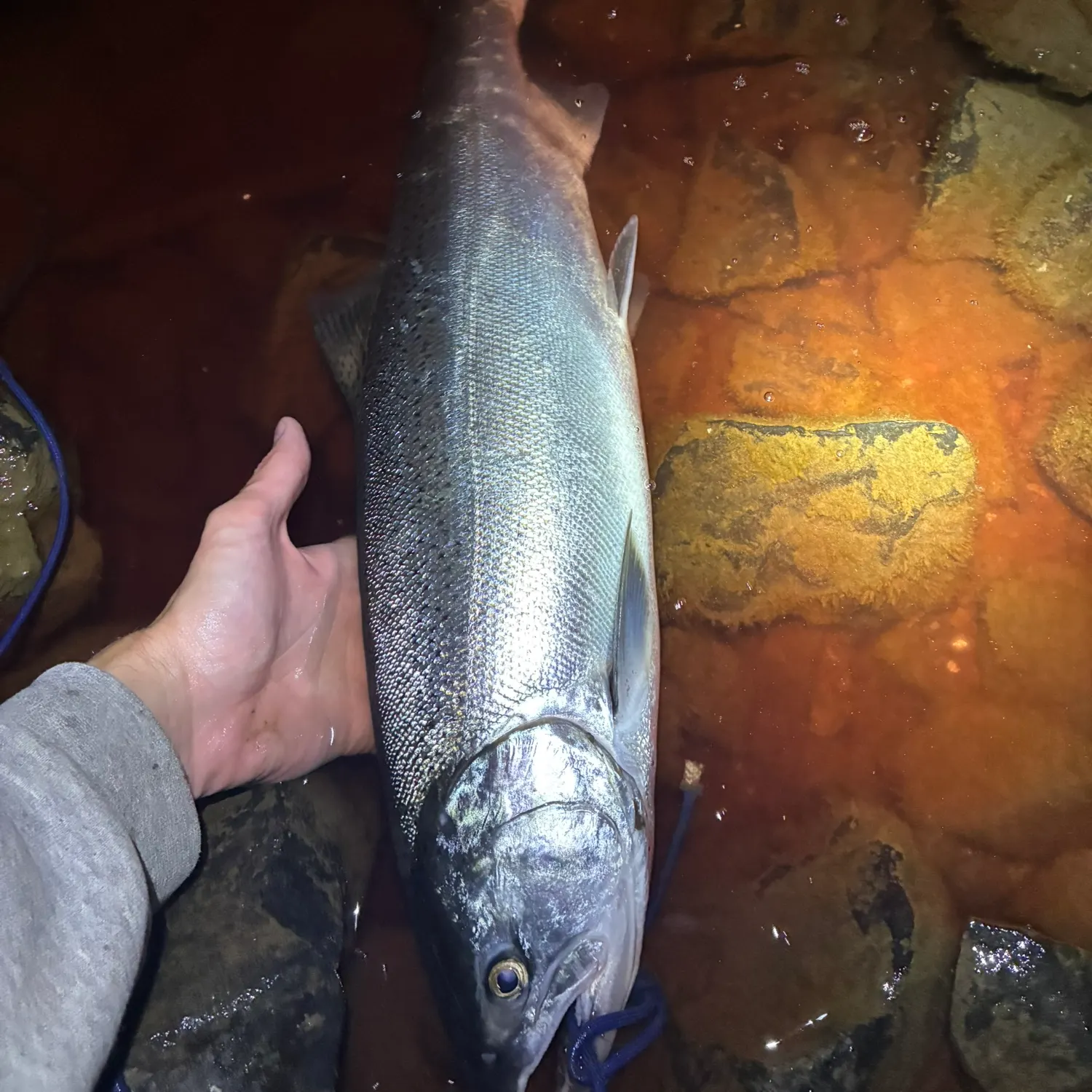 Coho salmon caught on Fishbrain