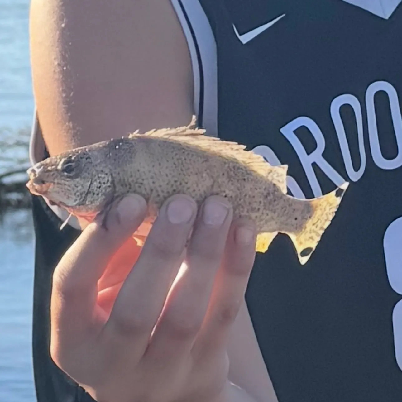 The most recent Yellowtail Grunter catches on Fishbrain