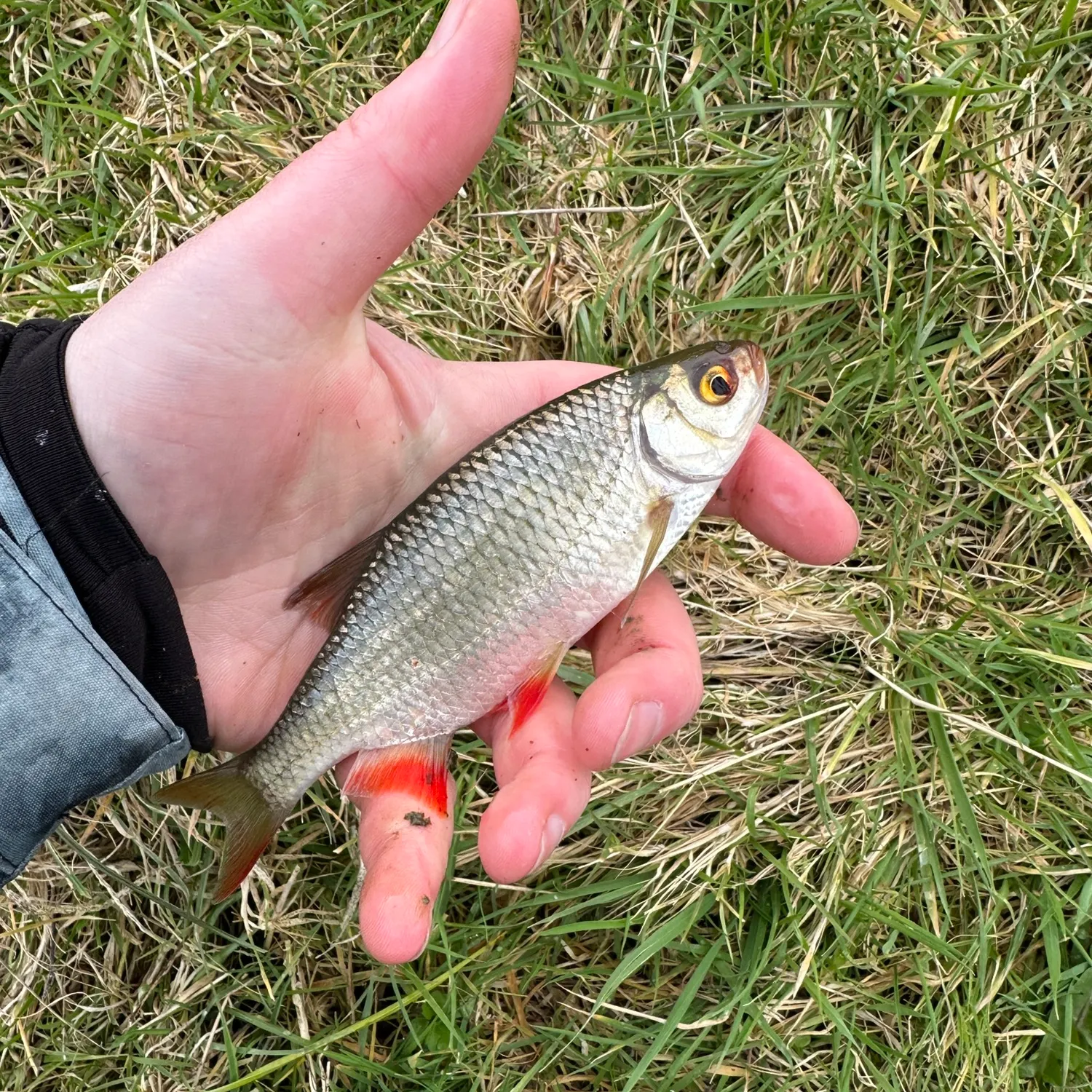 The most recent Common rudd catches on Fishbrain