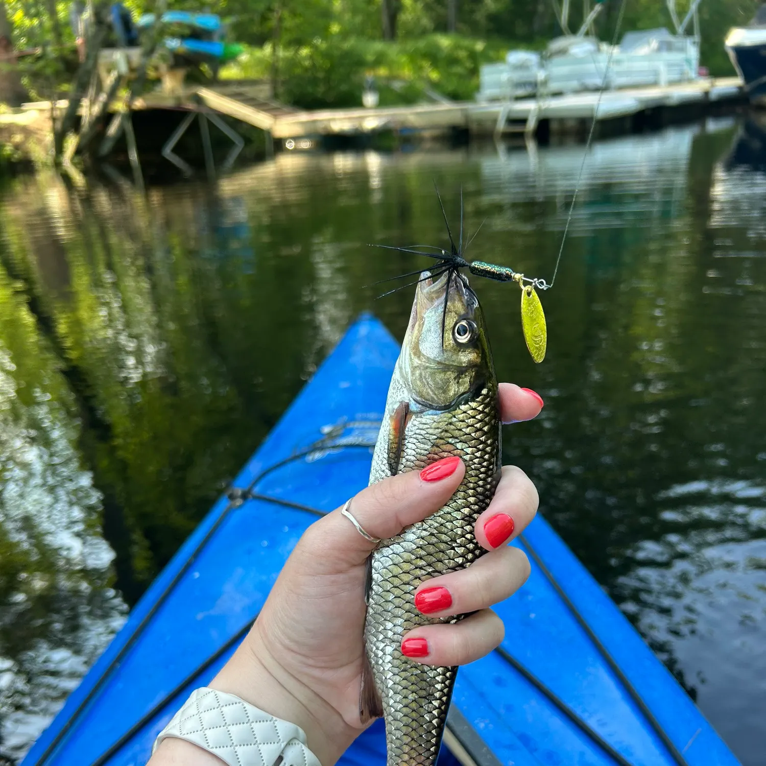 The most recent Fallfish catches on Fishbrain