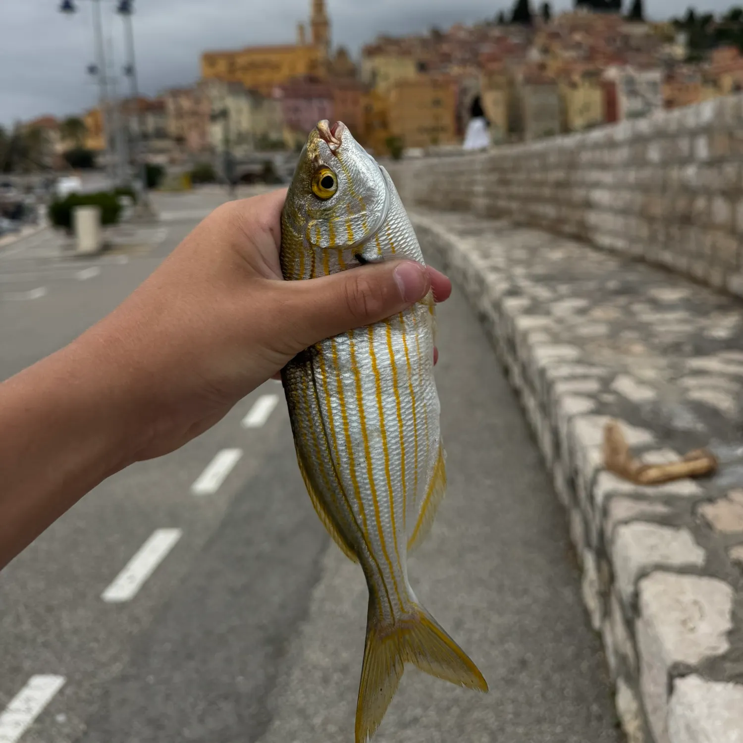 The most recent Salema porgy catches on Fishbrain