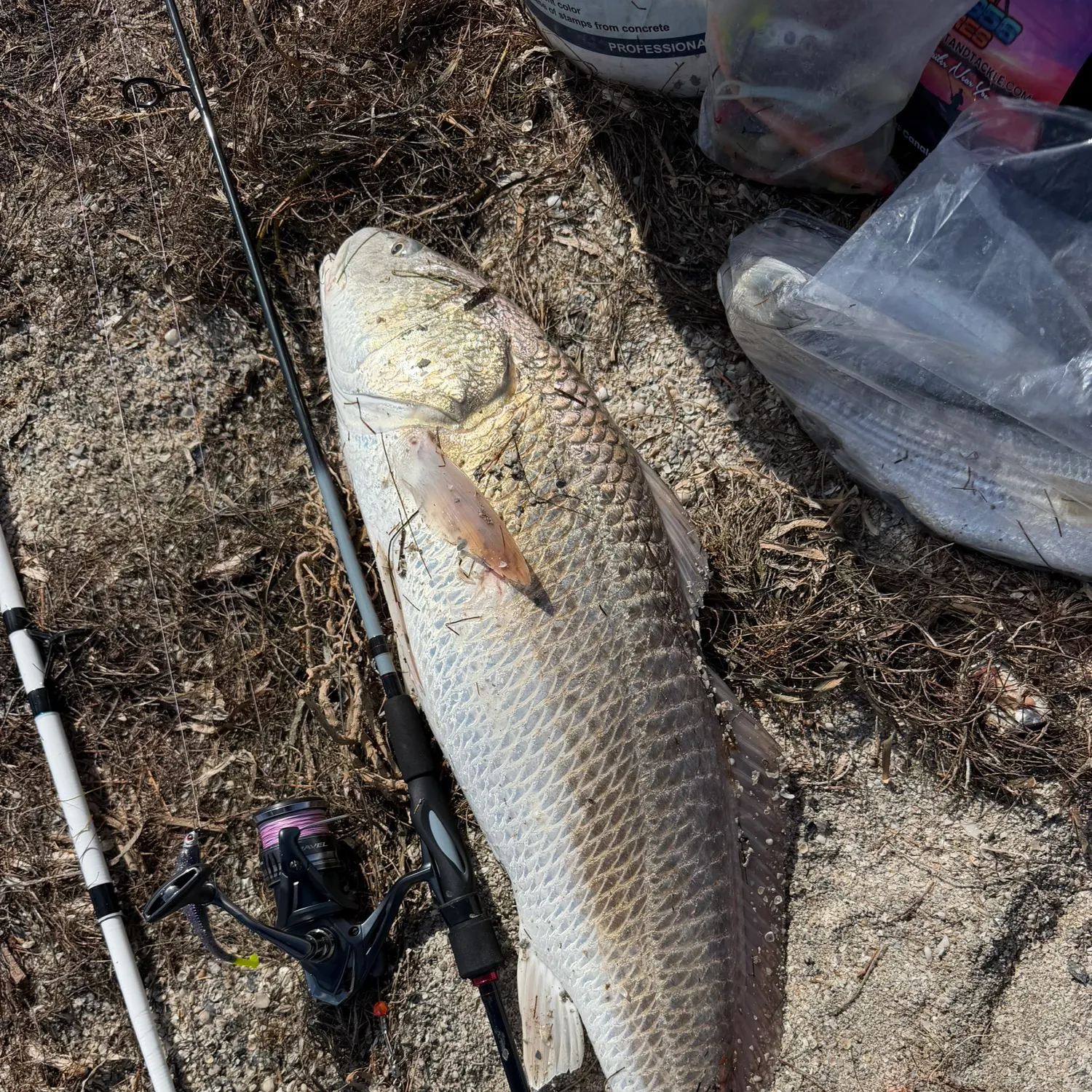 Red drum caught on Fishbrain