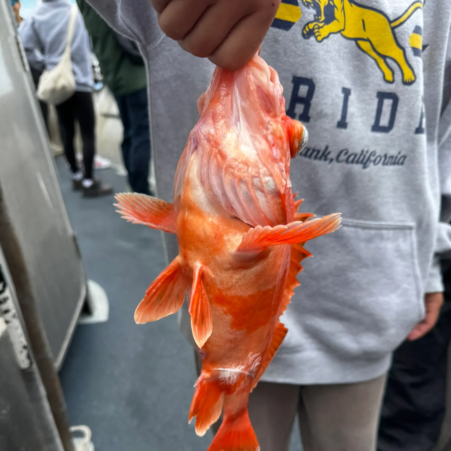 The most recent Flag rockfish catches on Fishbrain