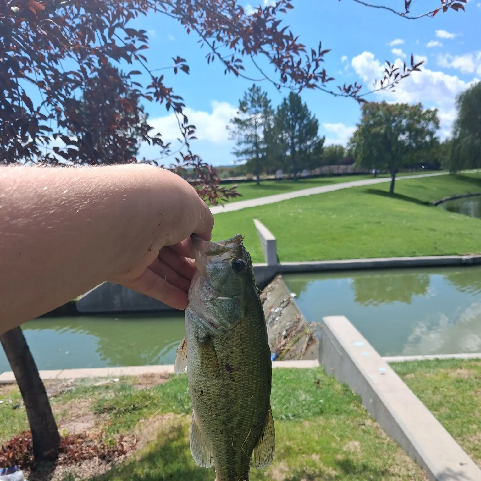 Largemouth bass caught on Fishbrain