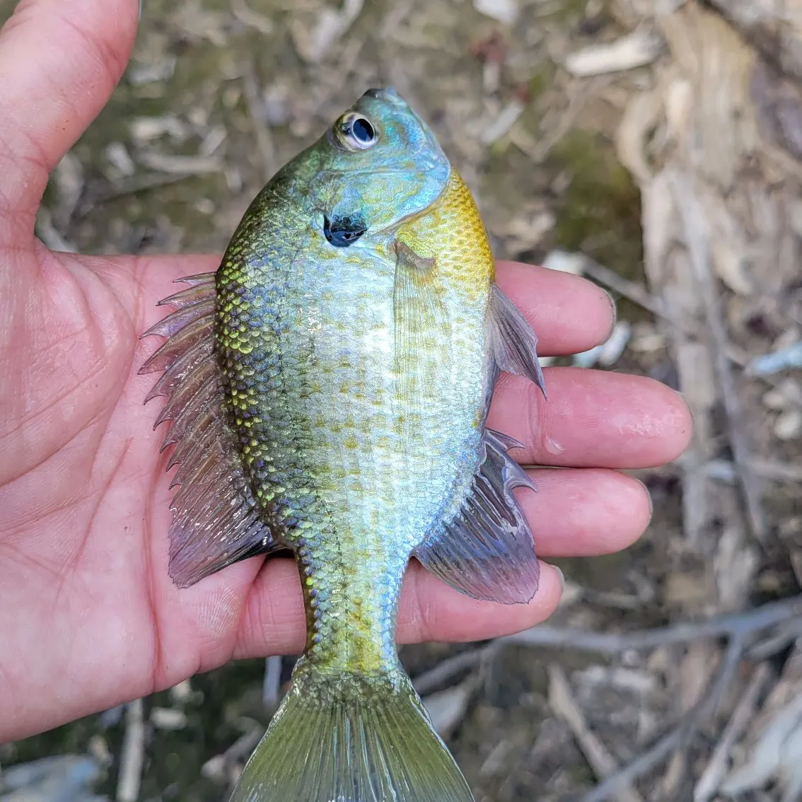 Bluegill caught on Fishbrain