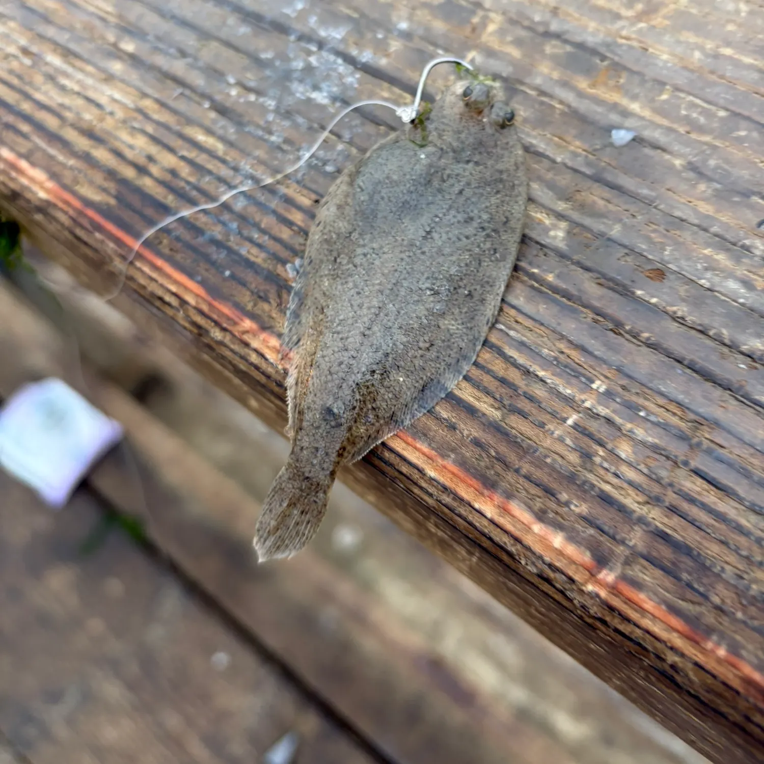 The most recent Dover sole catches on Fishbrain